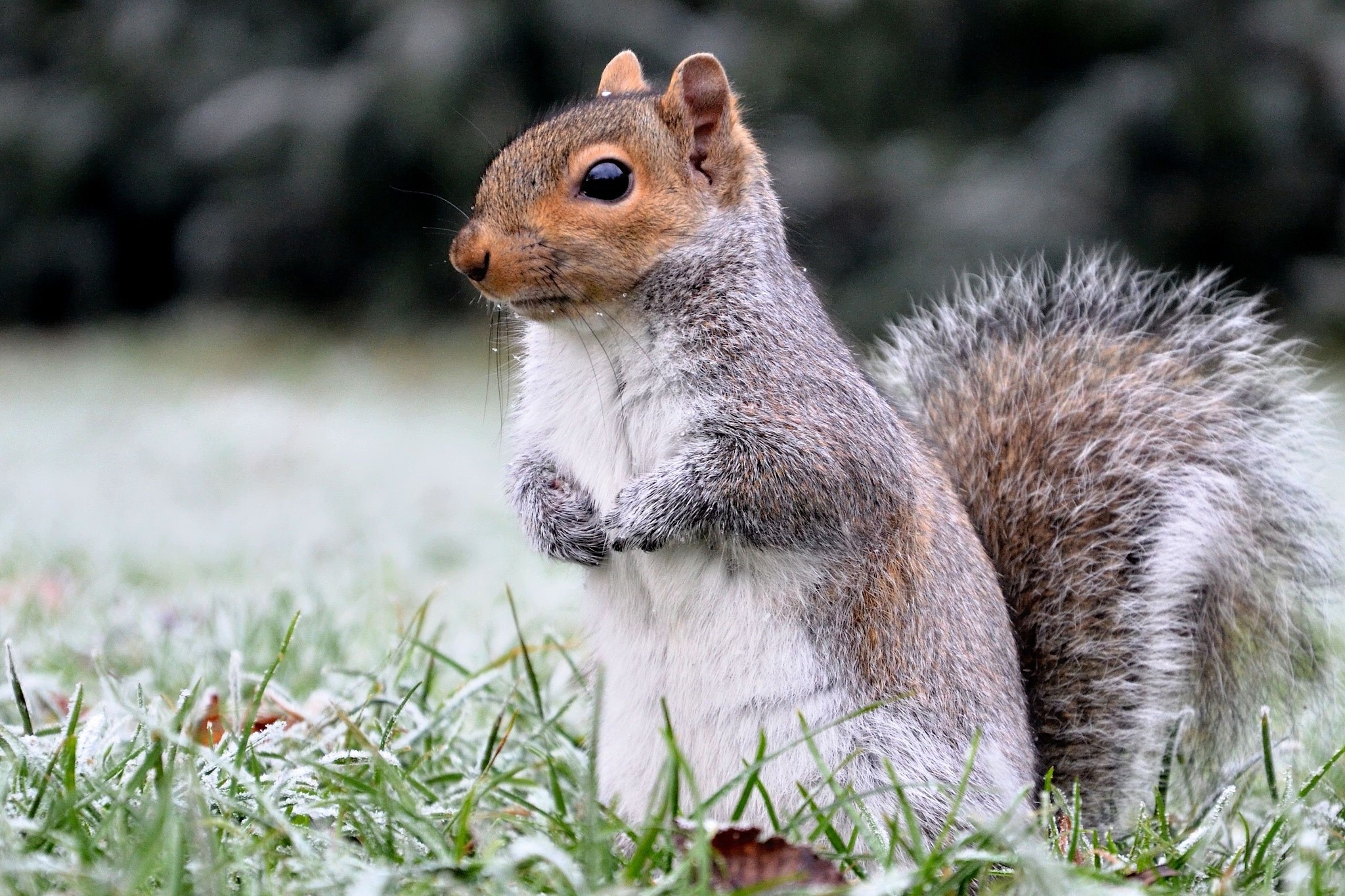 Squirrel sitting in frosty grass HD Wallpaper