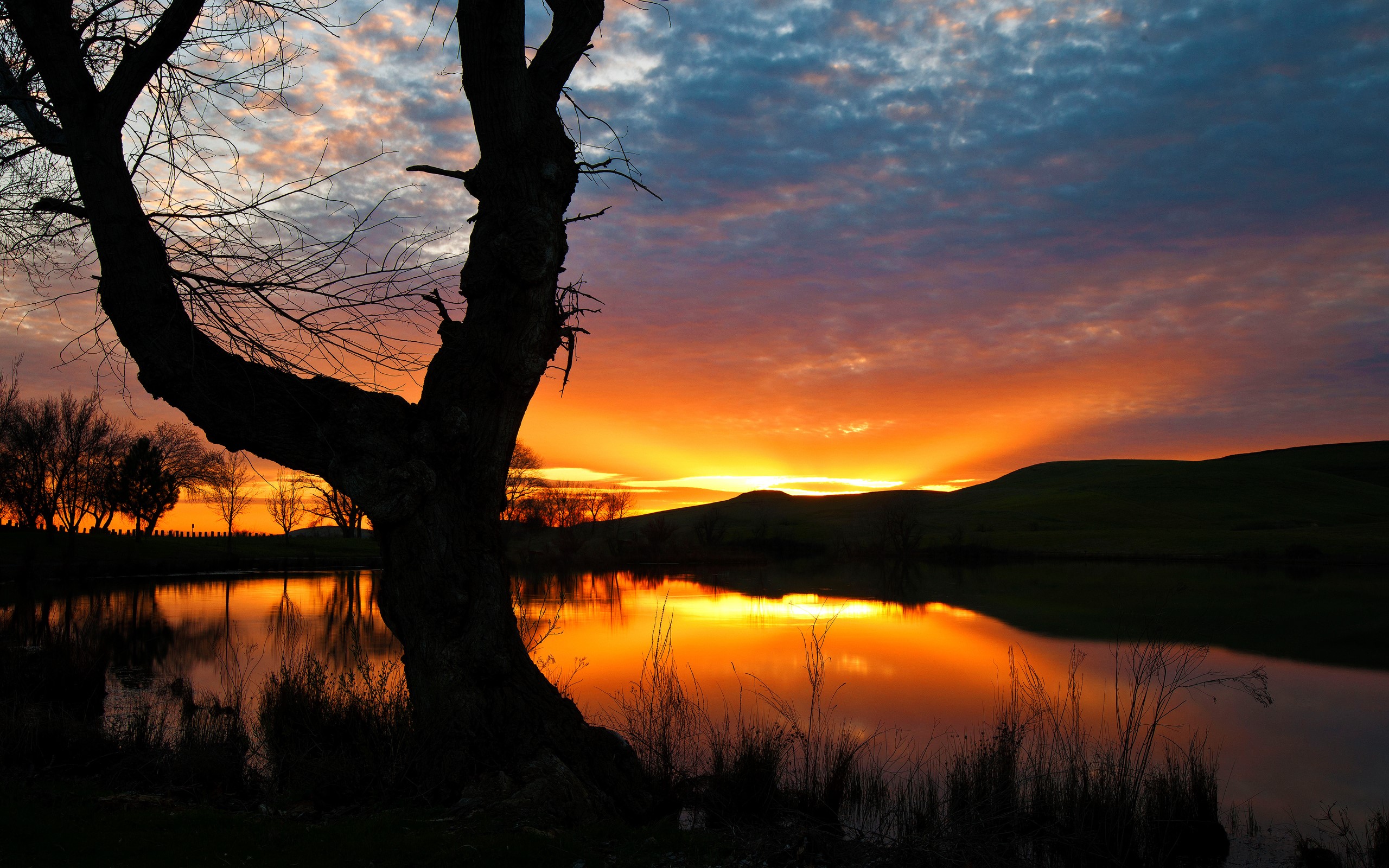 Sunset over a lake with a silhouetted tree HD Wallpaper