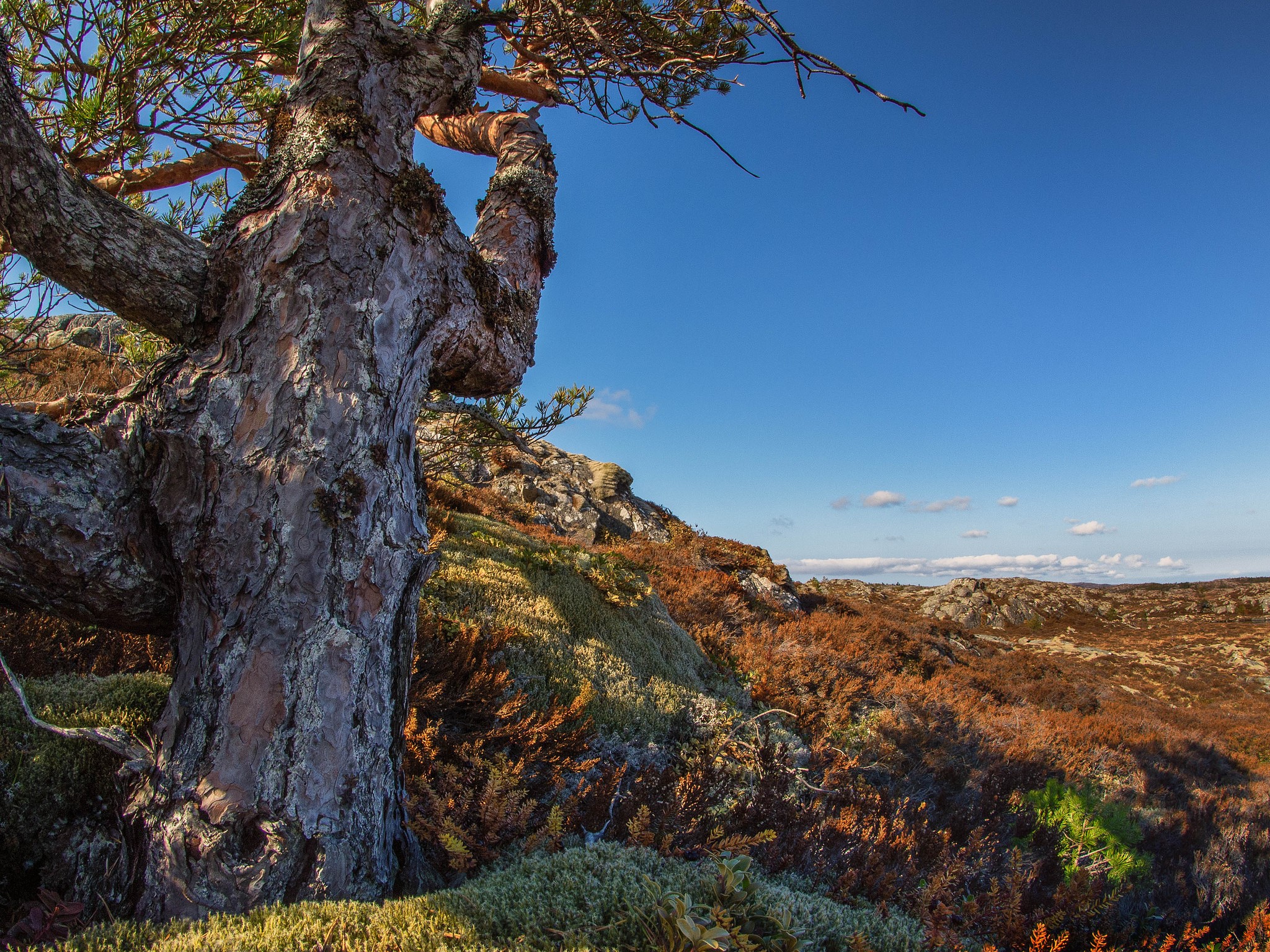 Twisted pine tree on a rocky, heather-covered hillside under a blue sky HD Wallpaper