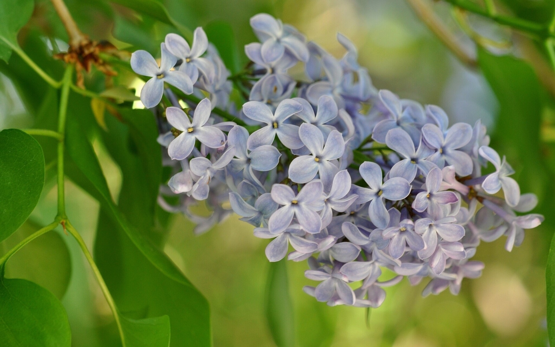 Close-up of a lilac flower cluster HD Wallpaper