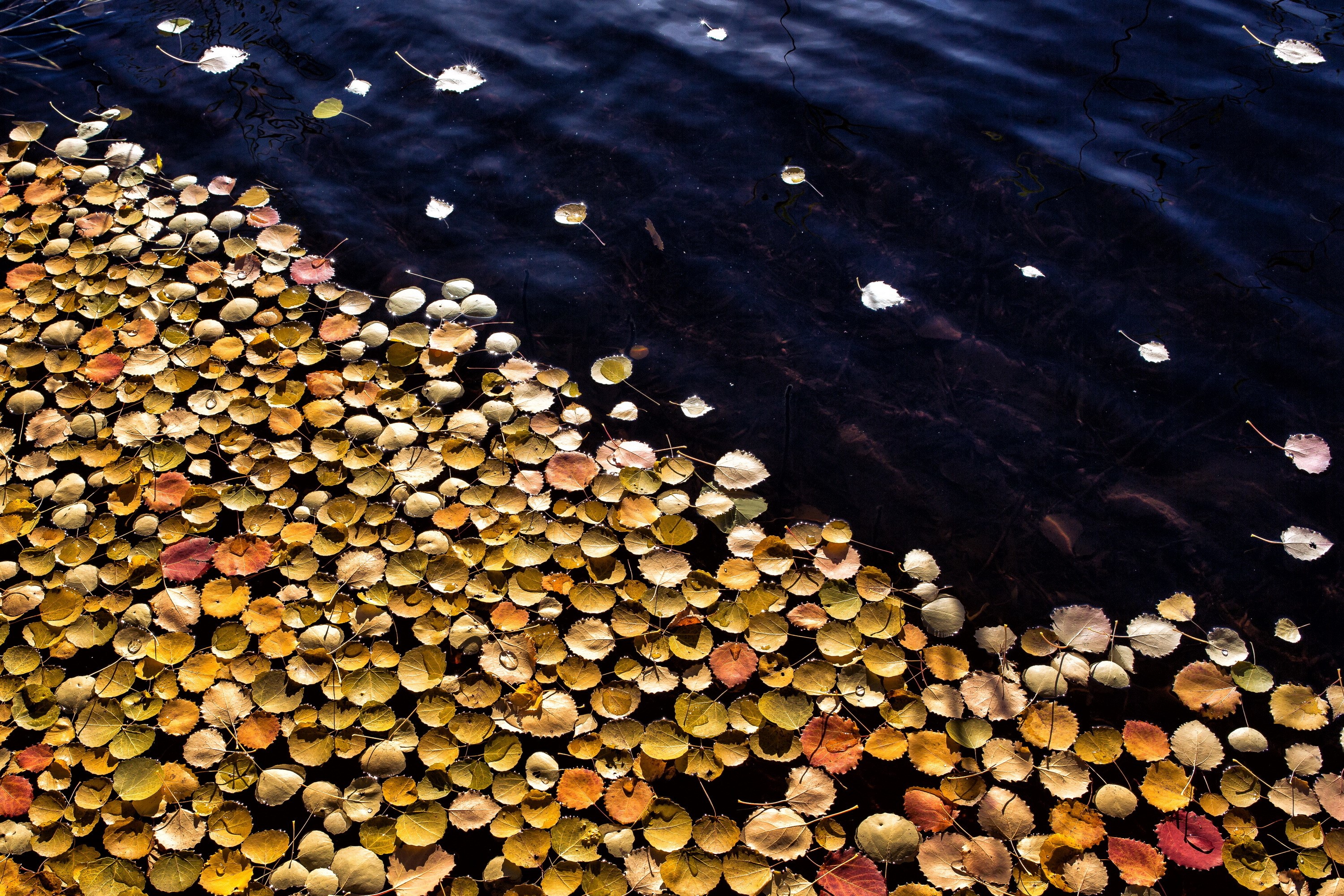 Autumn leaves floating on dark water HD Wallpaper