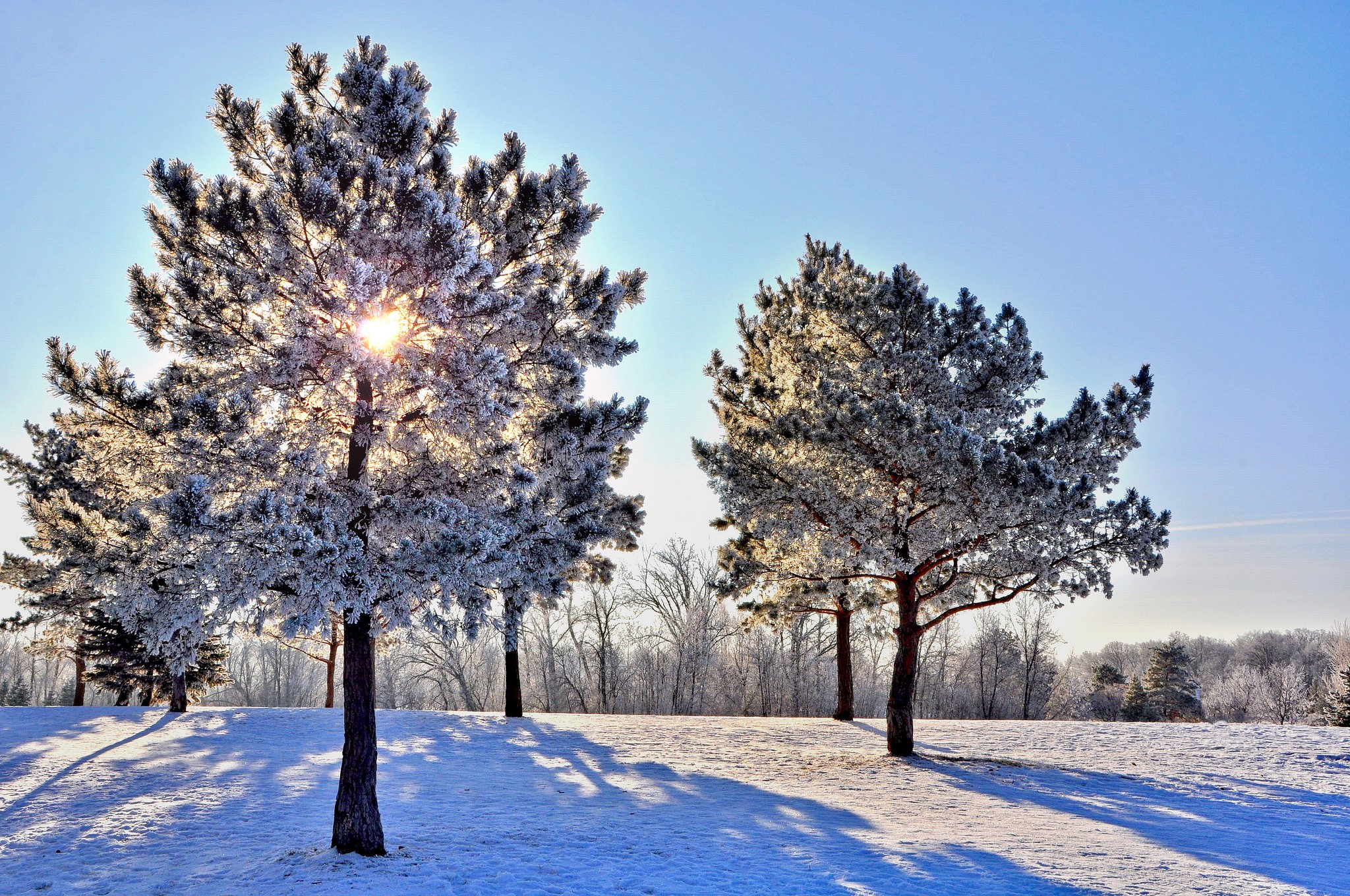 Frost-covered trees in a snowy landscape under a clear blue sky HD Wallpaper