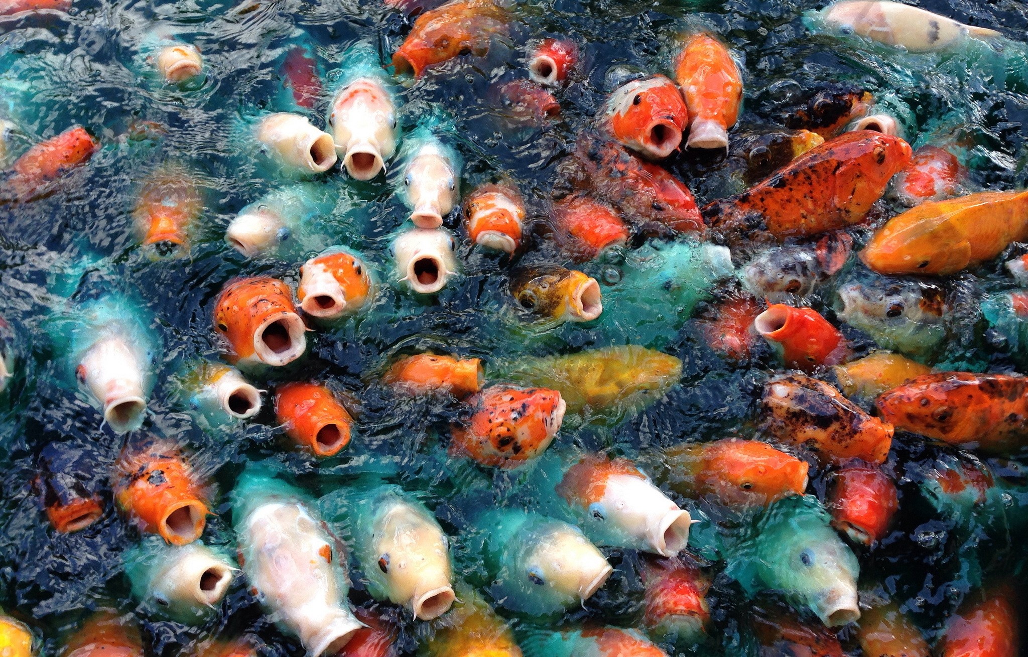 A large group of colorful koi fish swim in dark water HD Wallpaper