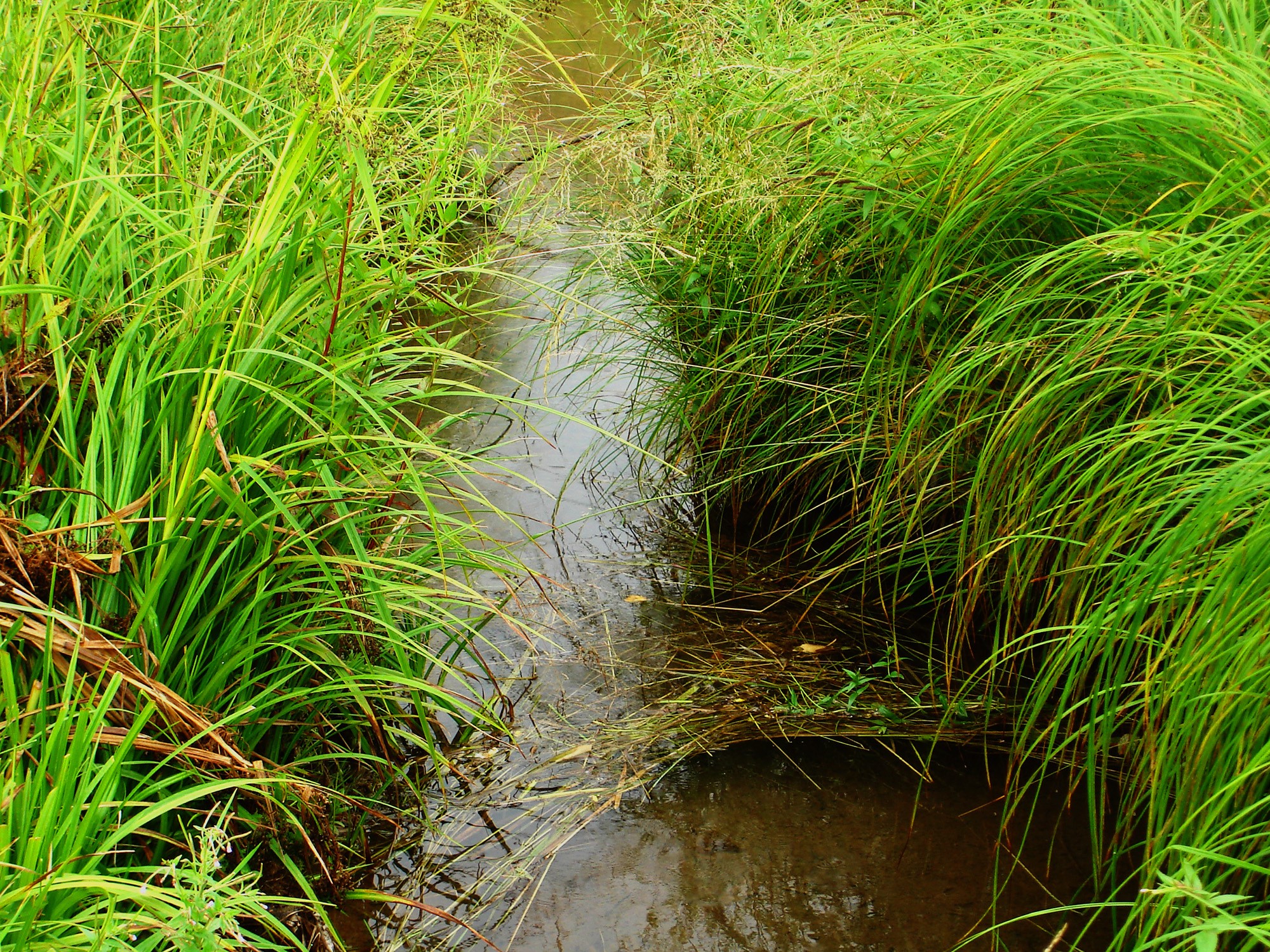 A narrow stream flows through tall green grass HD Wallpaper