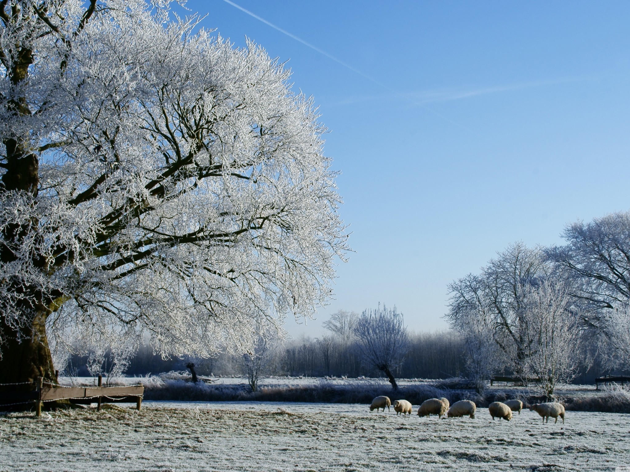 Sheep grazing in a frosty winter landscape with frosted trees HD Wallpaper
