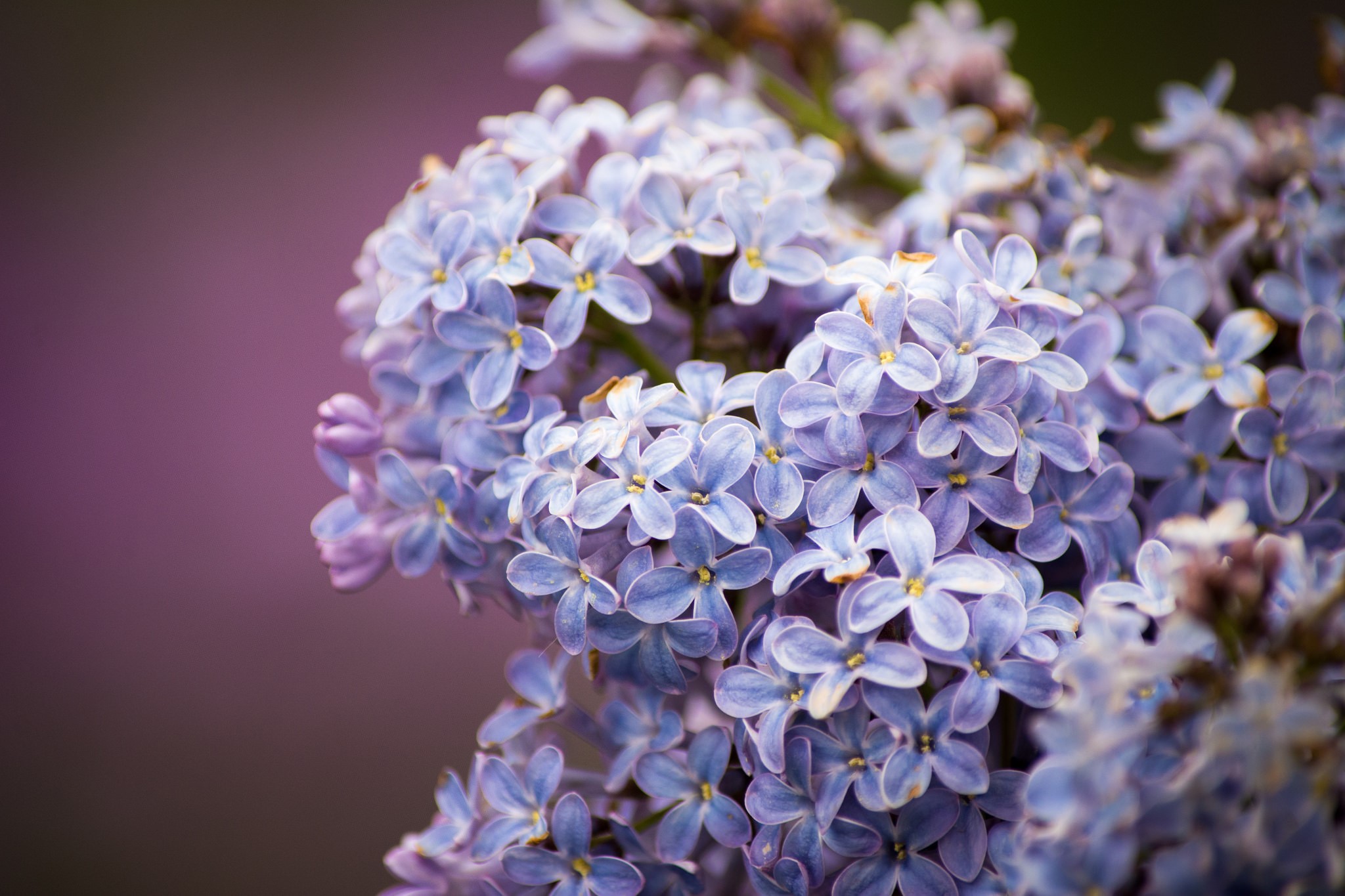 Closeup of a cluster of light purple lilacs HD Wallpaper