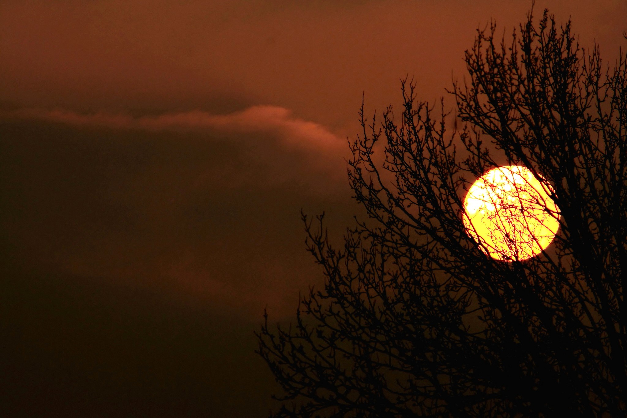 Sunset behind silhouetted tree branches HD Wallpaper
