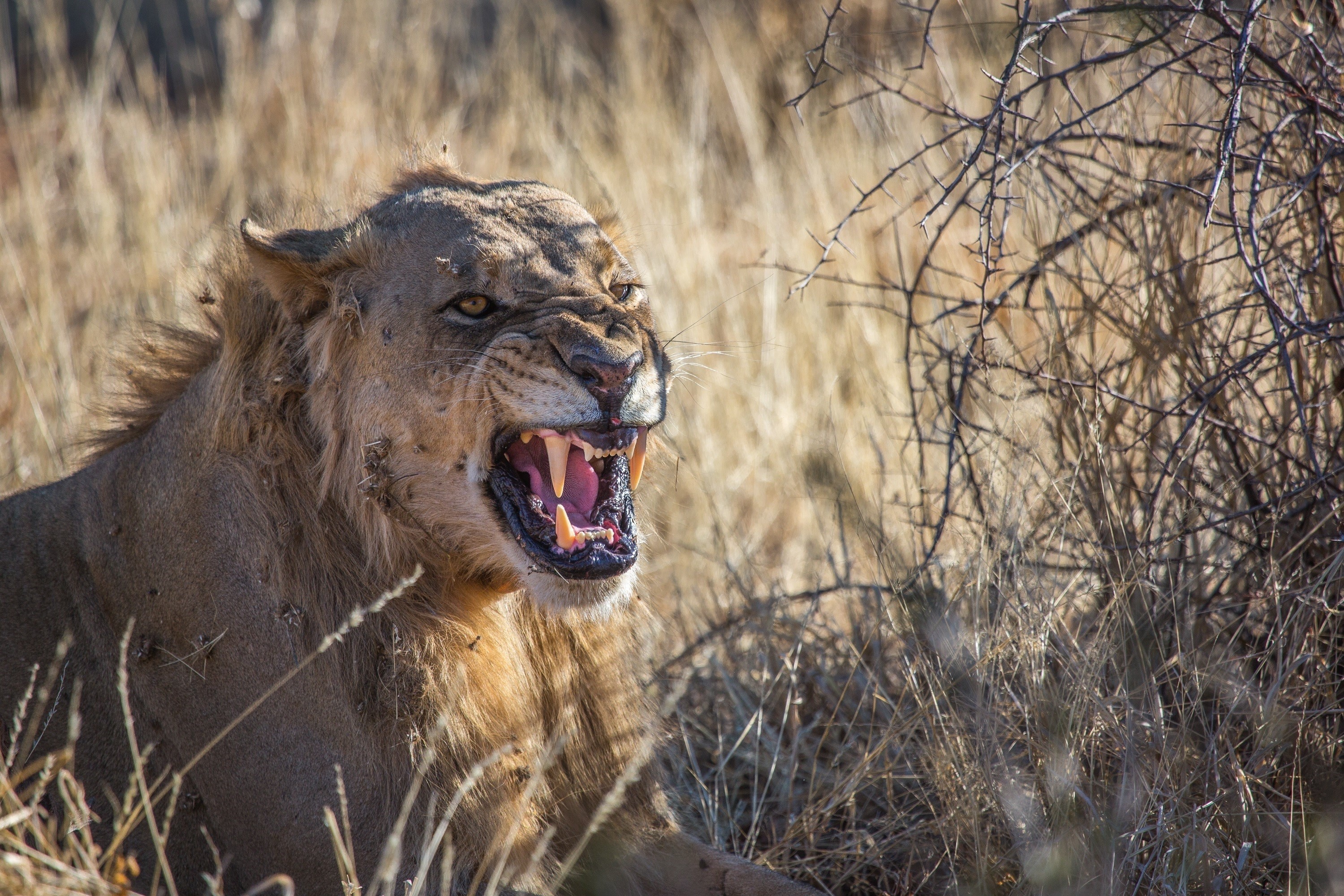 Lion roaring in dry grass HD Wallpaper