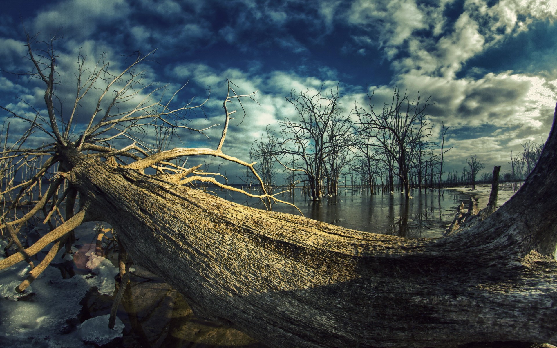 Fallen tree in a flooded forest under a cloudy sky HD Wallpaper