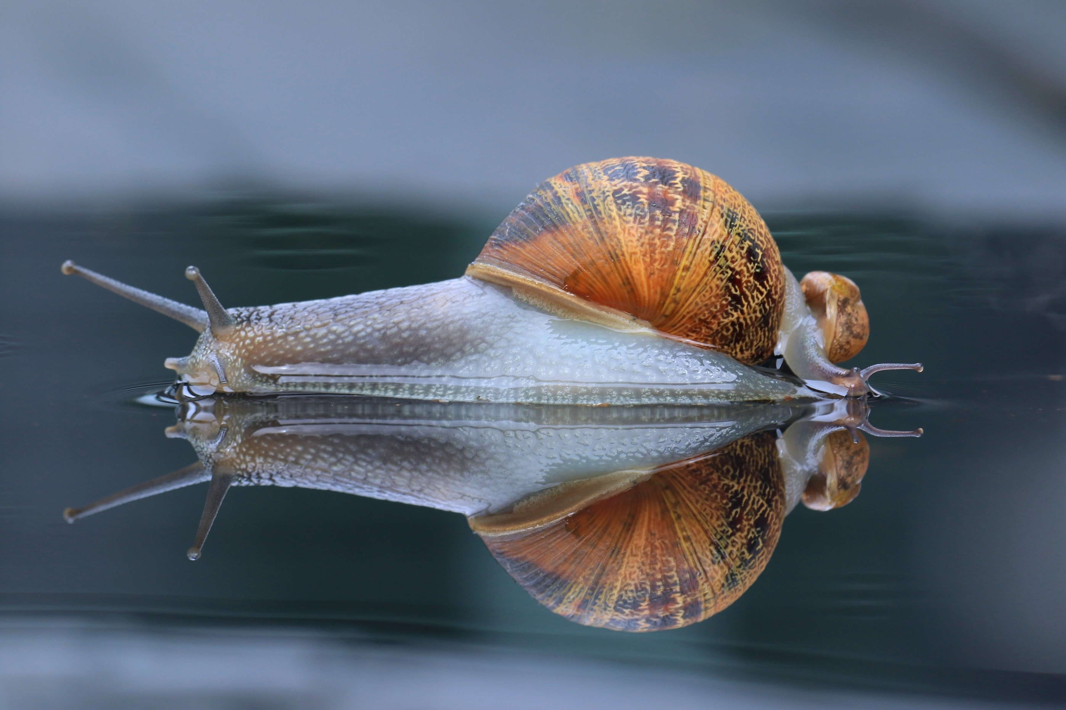 Snail and its reflection on water HD Wallpaper