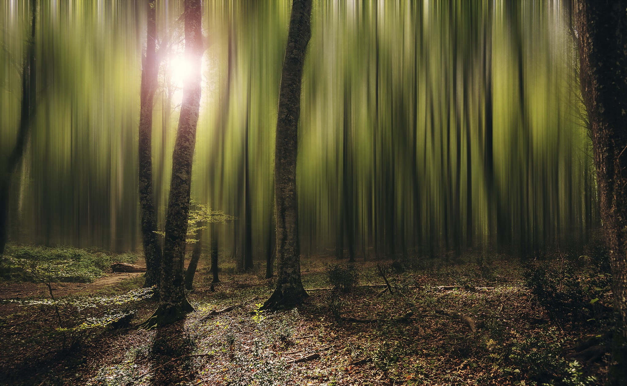 Sunlight filtering through a forest with motion blur HD Wallpaper