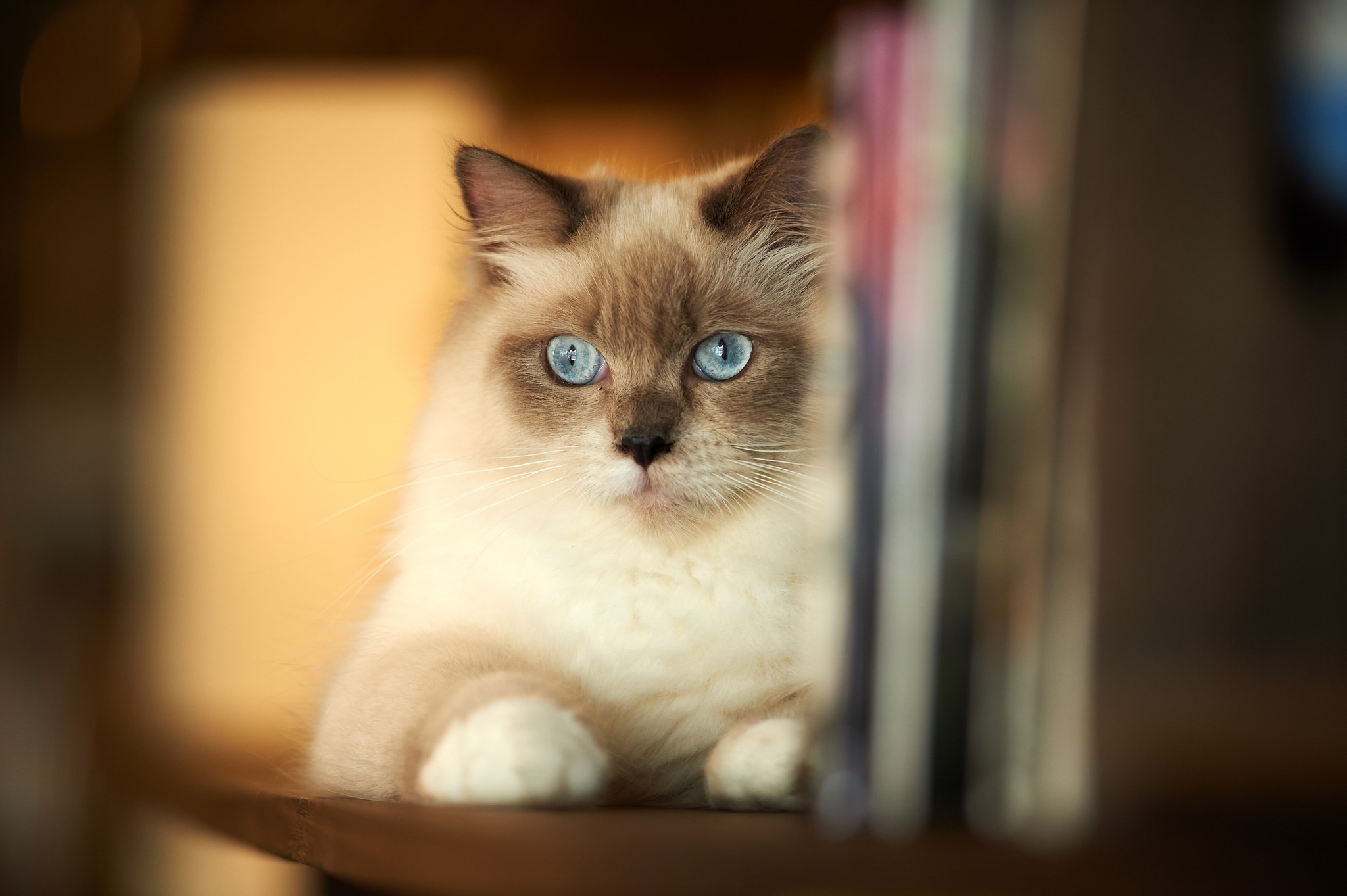 Ragdoll cat with blue eyes peeking from behind books HD Wallpaper
