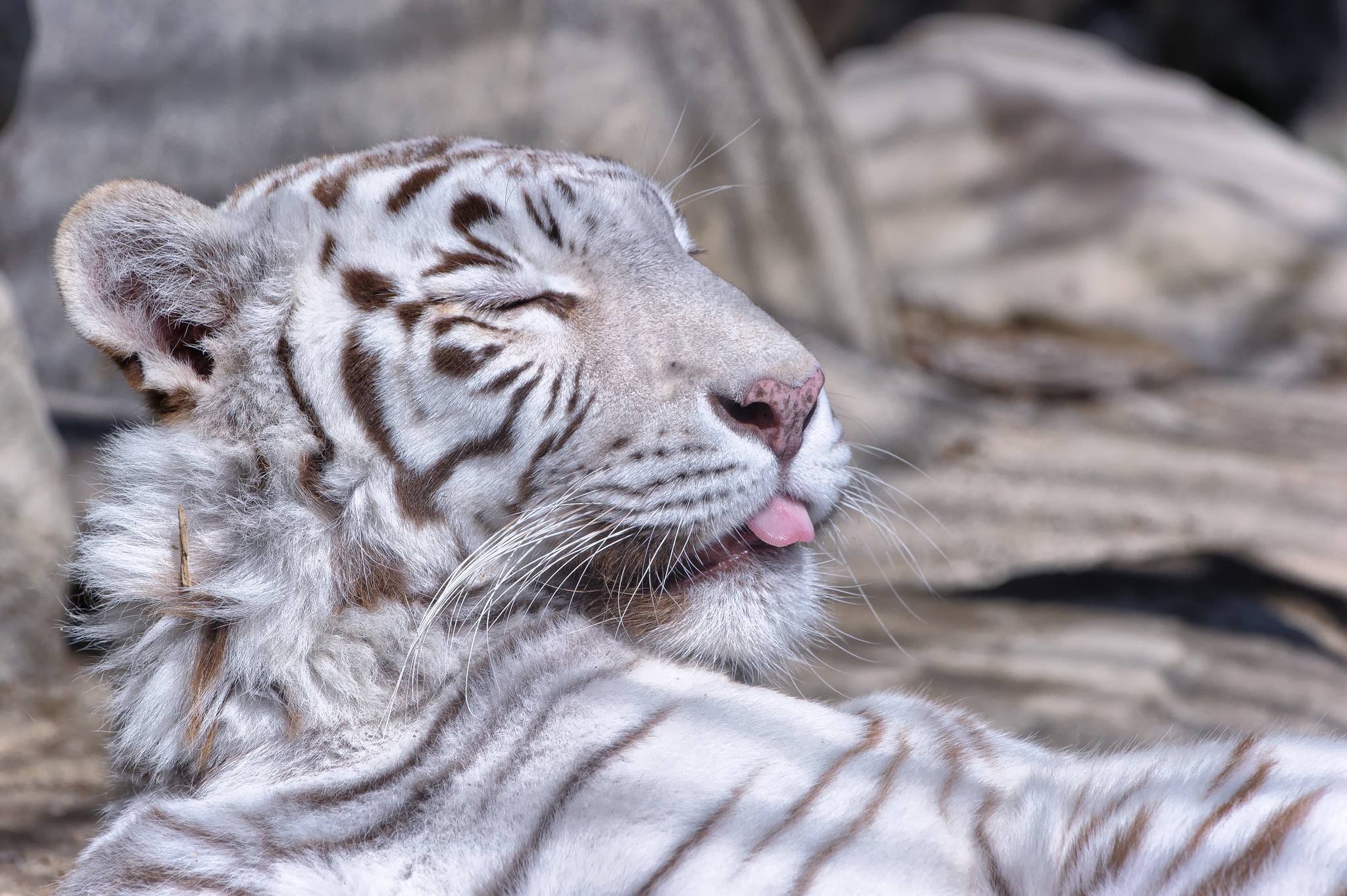 White Tiger with Tongue Out HD Wallpaper