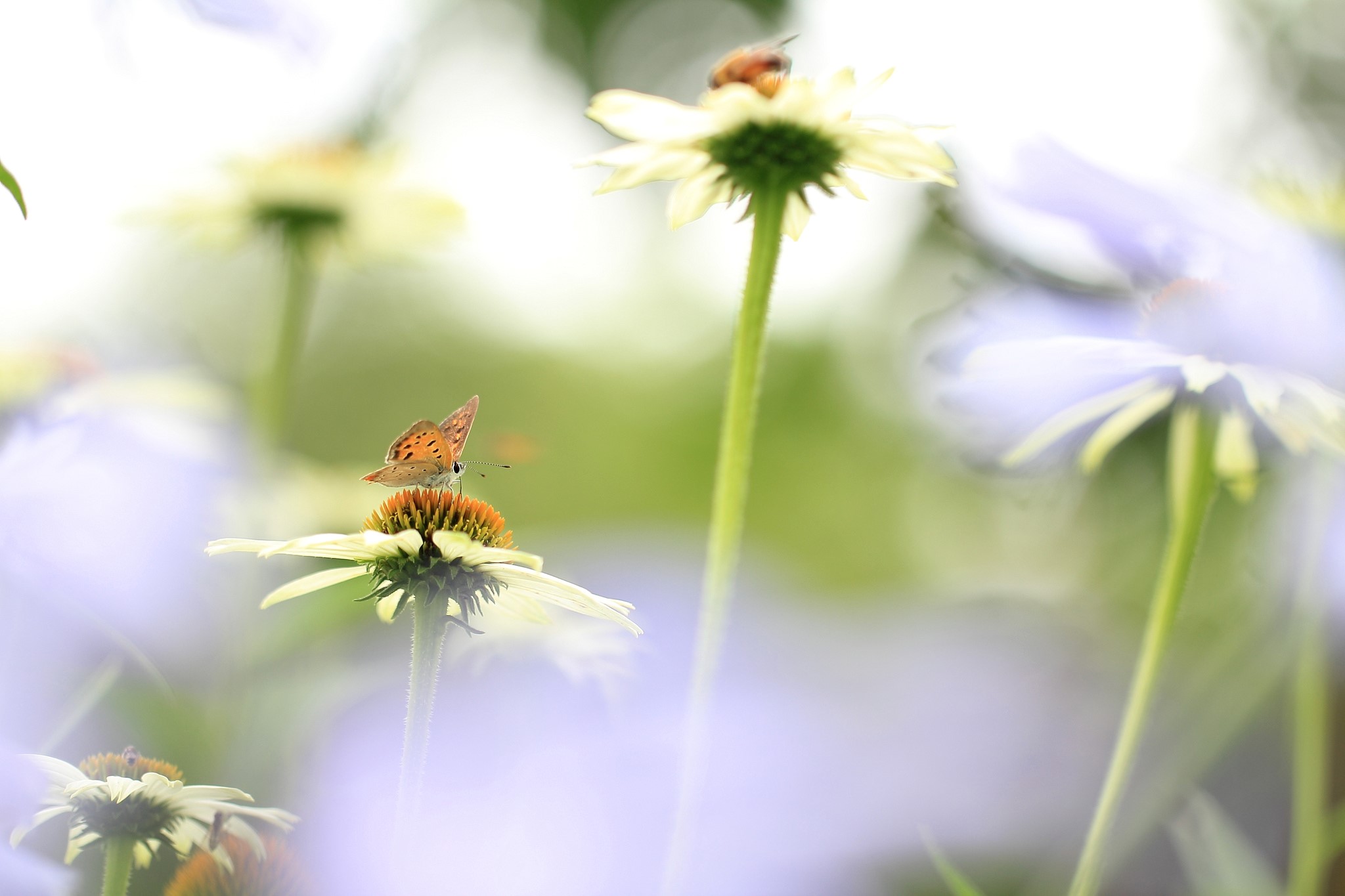 Butterfly on Echinacea flower HD Wallpaper