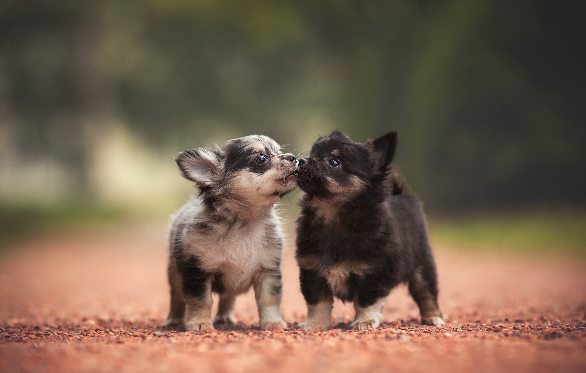 Two Chihuahua puppies kissing HD Wallpaper
