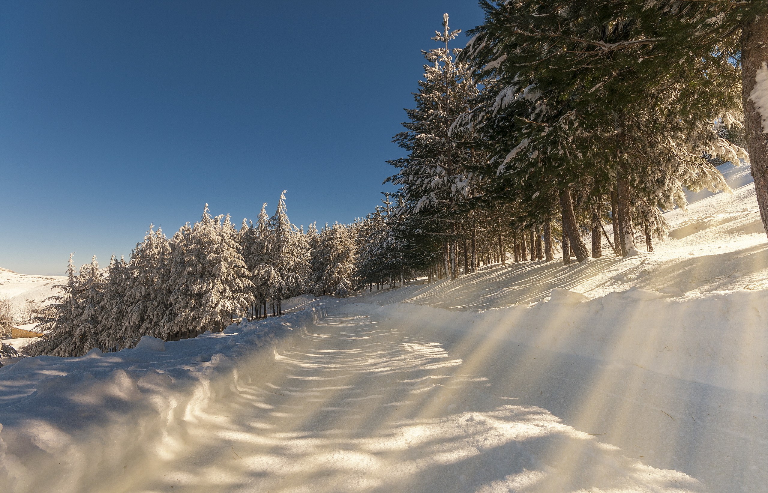 Snowy forest path with sun rays HD Wallpaper