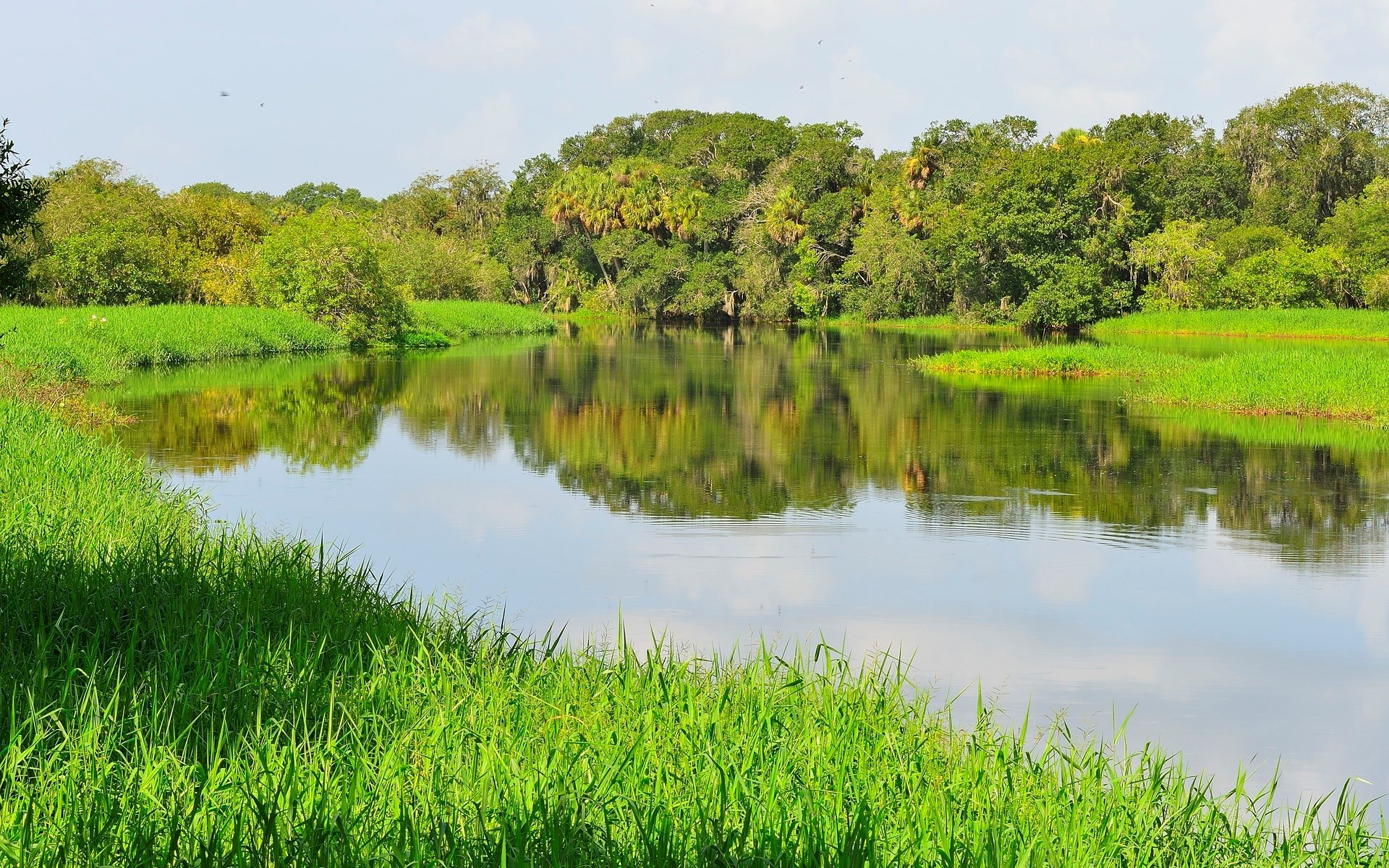 River flowing through a lush green landscape with trees HD Wallpaper