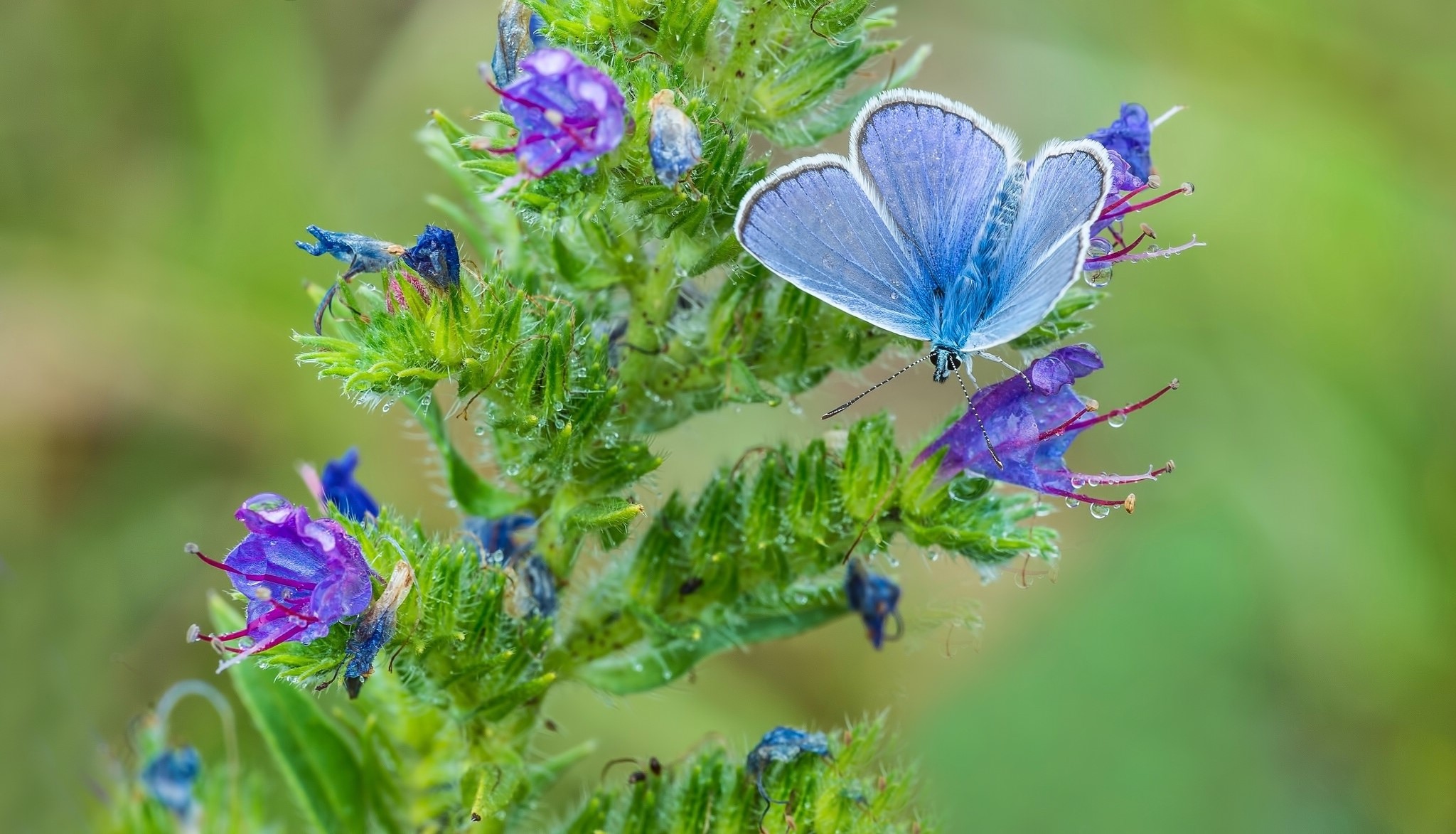 Blue butterfly on purple flowers HD Wallpaper