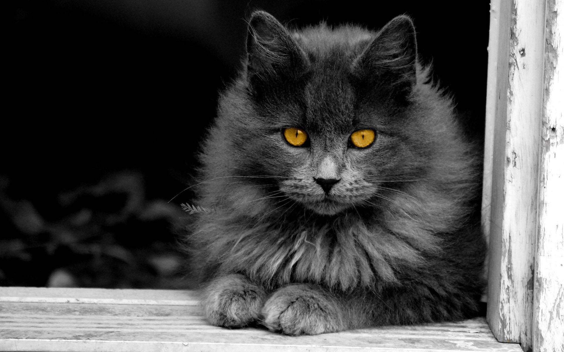 Fluffy gray cat with yellow eyes looking out a window HD Wallpaper