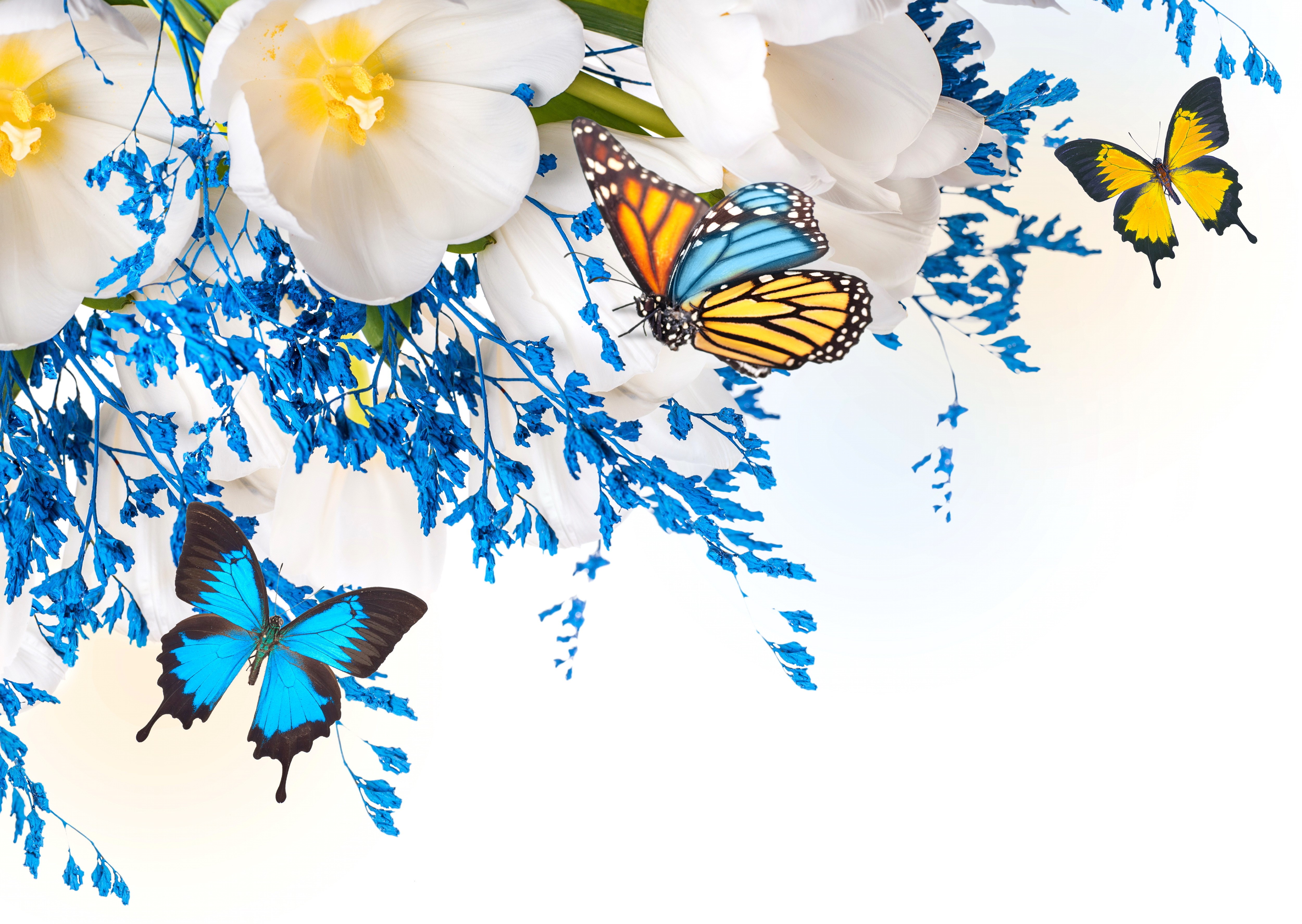 White Tulips with Blue Flowers and Butterflies HD Wallpaper
