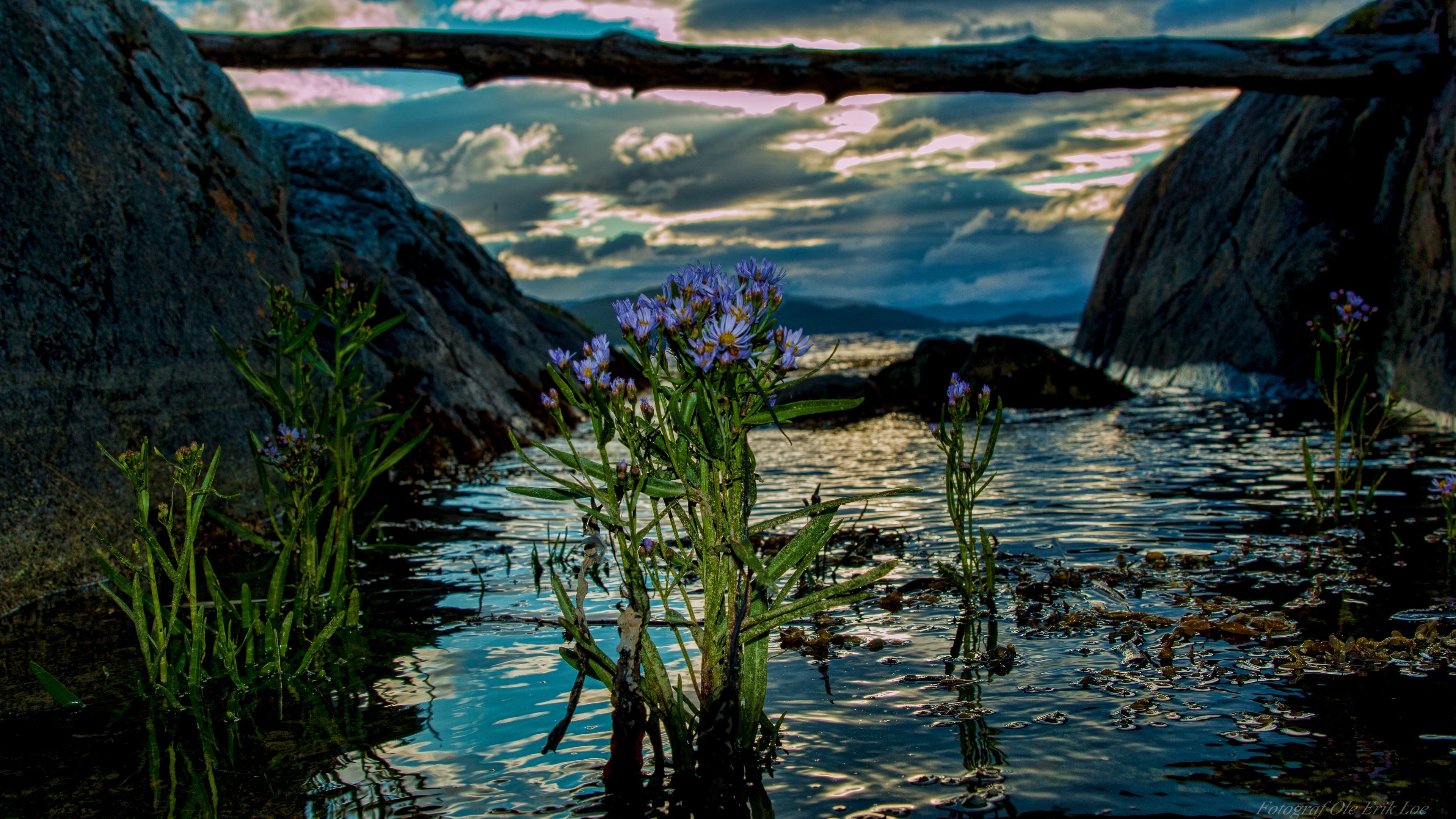 4K Norway Water Landscape with Flowers HD Wallpaper