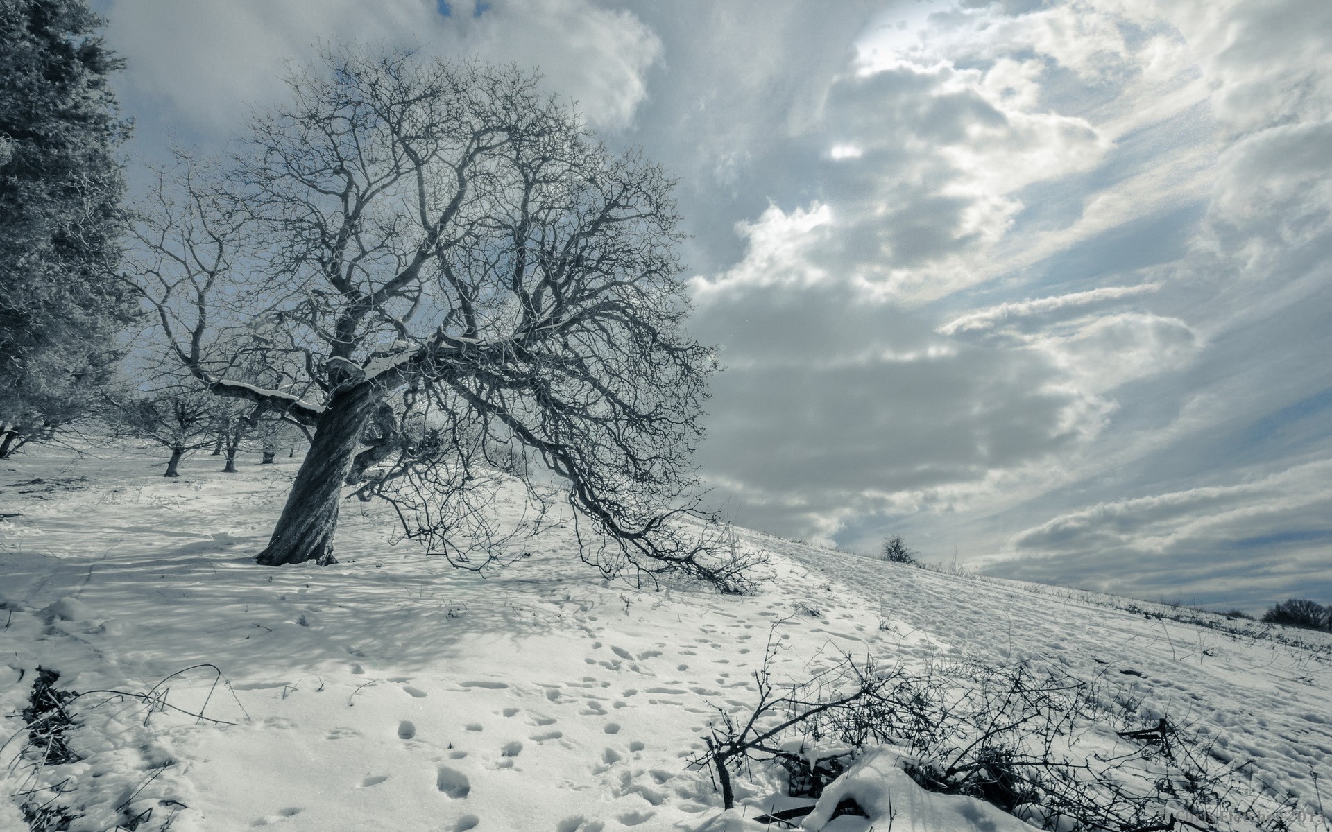 Winter scene with snow-covered trees and cloudy sky HD Wallpaper