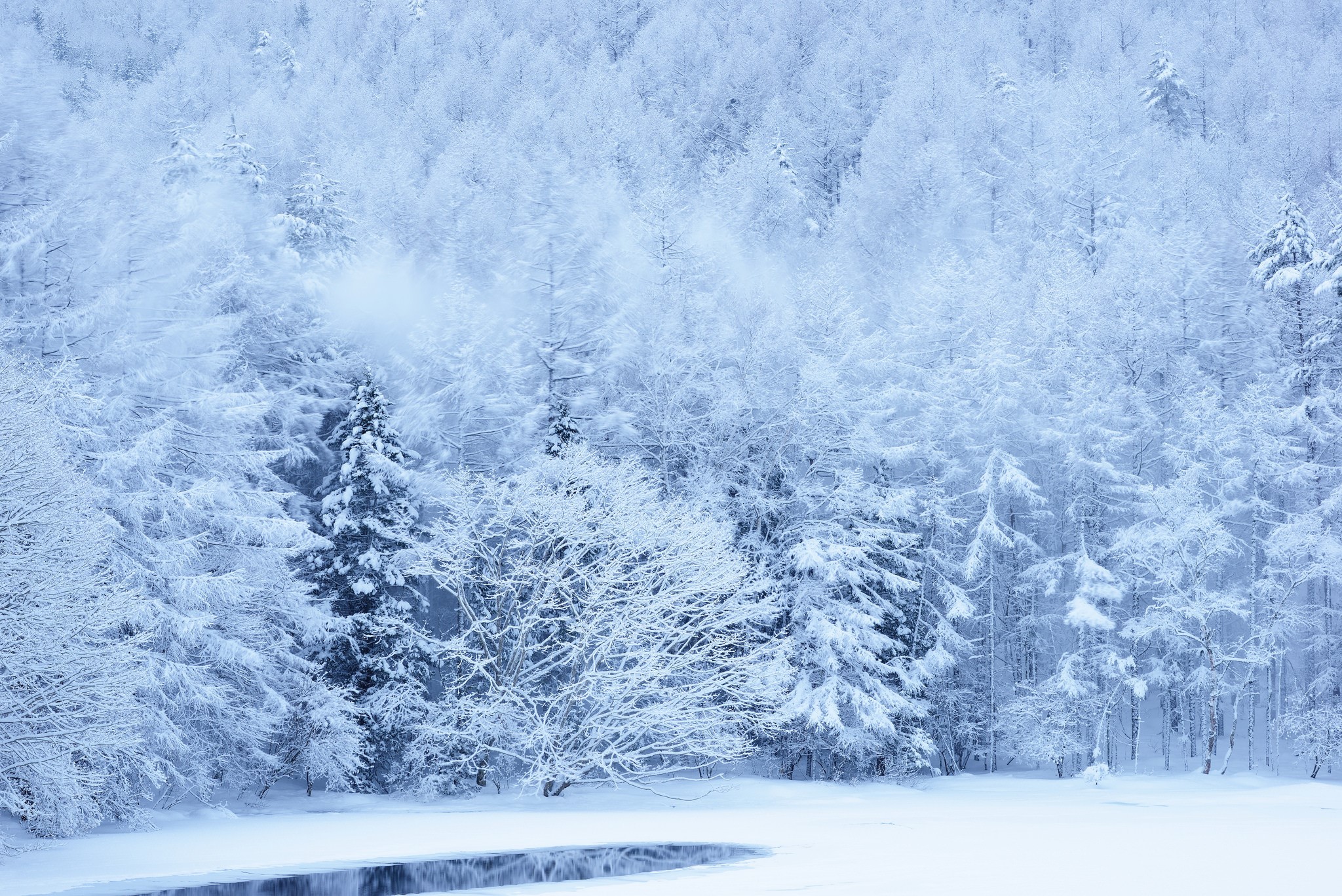 Snow-covered forest with a frozen pond HD Wallpaper