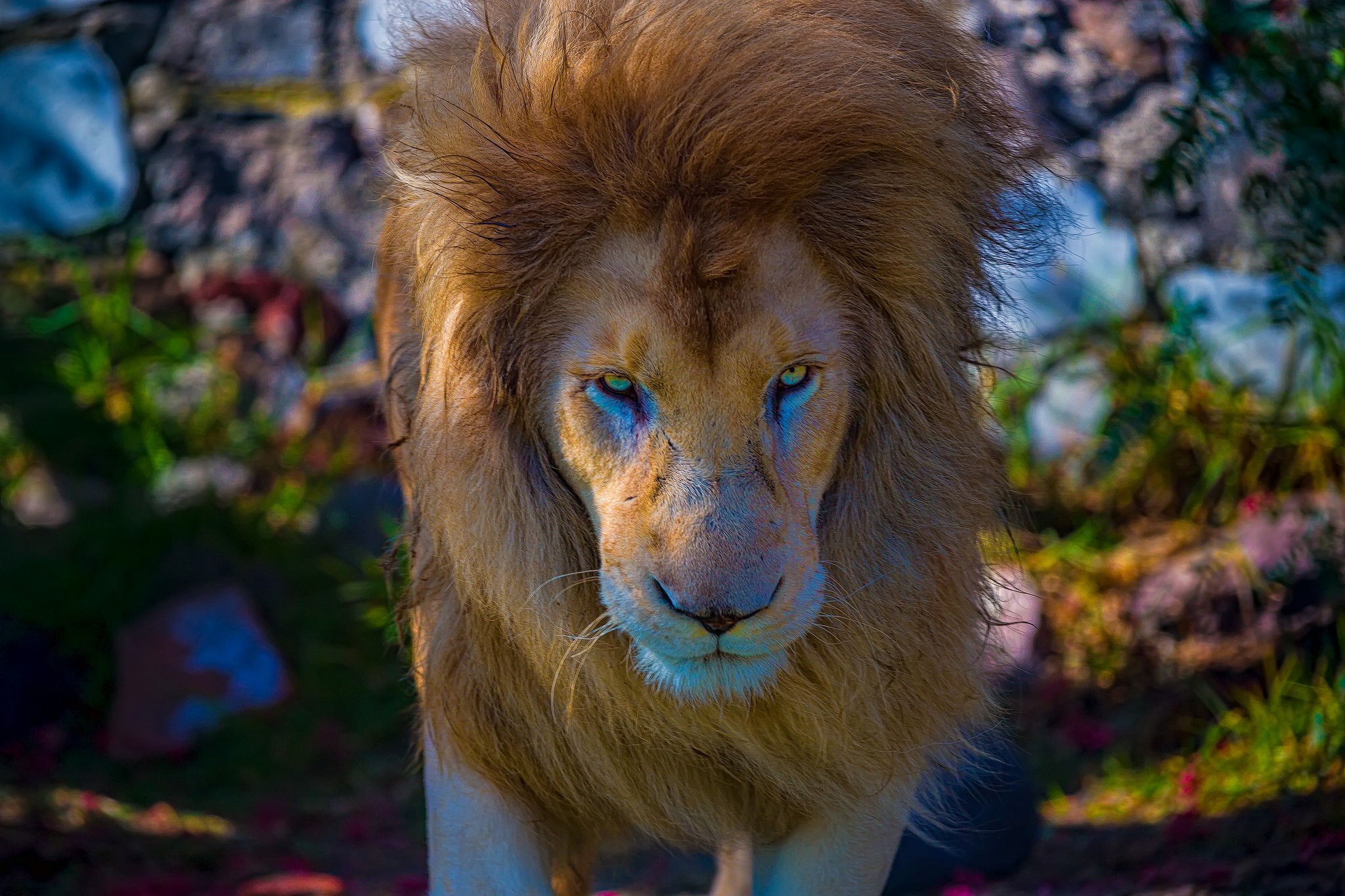Lion with intense blue eyes looking forward HD Wallpaper
