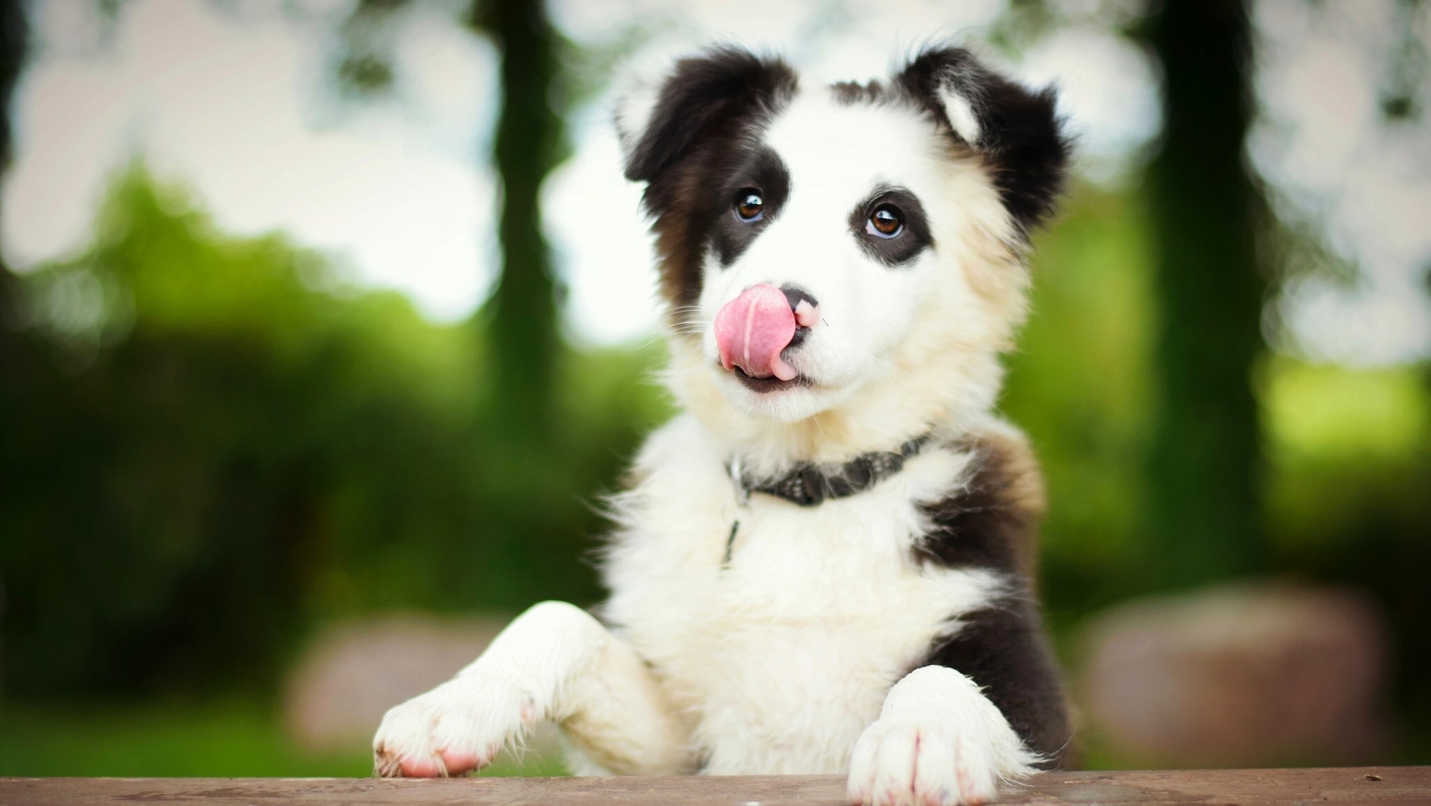 Border Collie puppy licking its nose HD Wallpaper