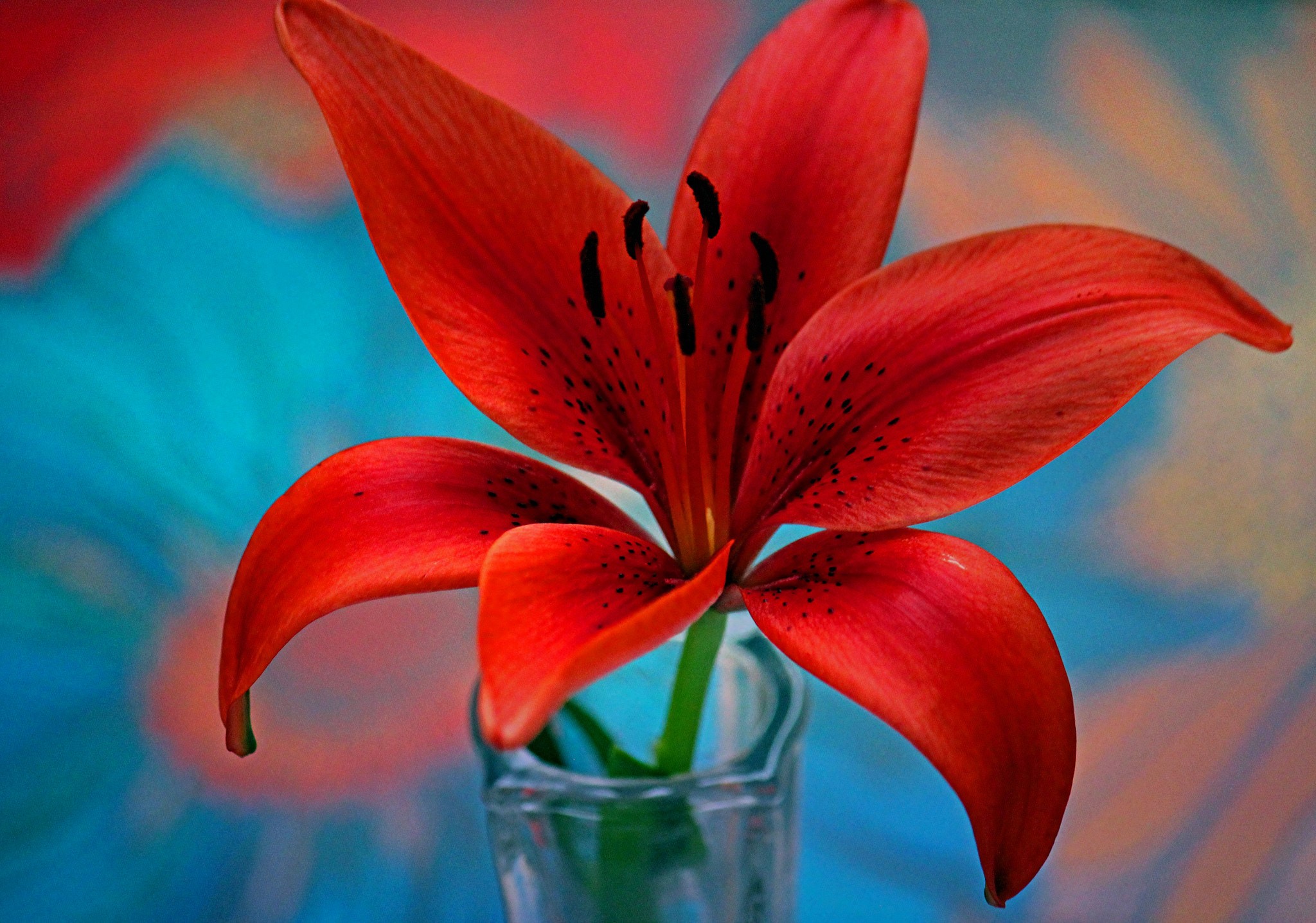 Red Lily in a Glass Vase HD Wallpaper