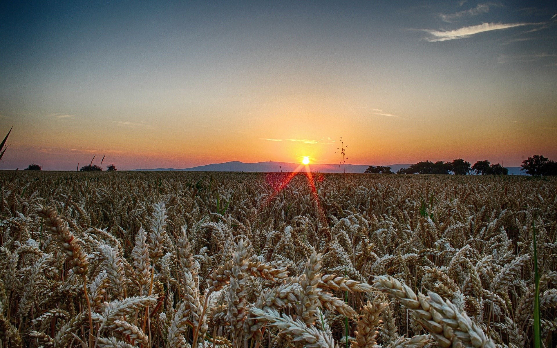 Wheat field at sunset with mountains in the background HD Wallpaper