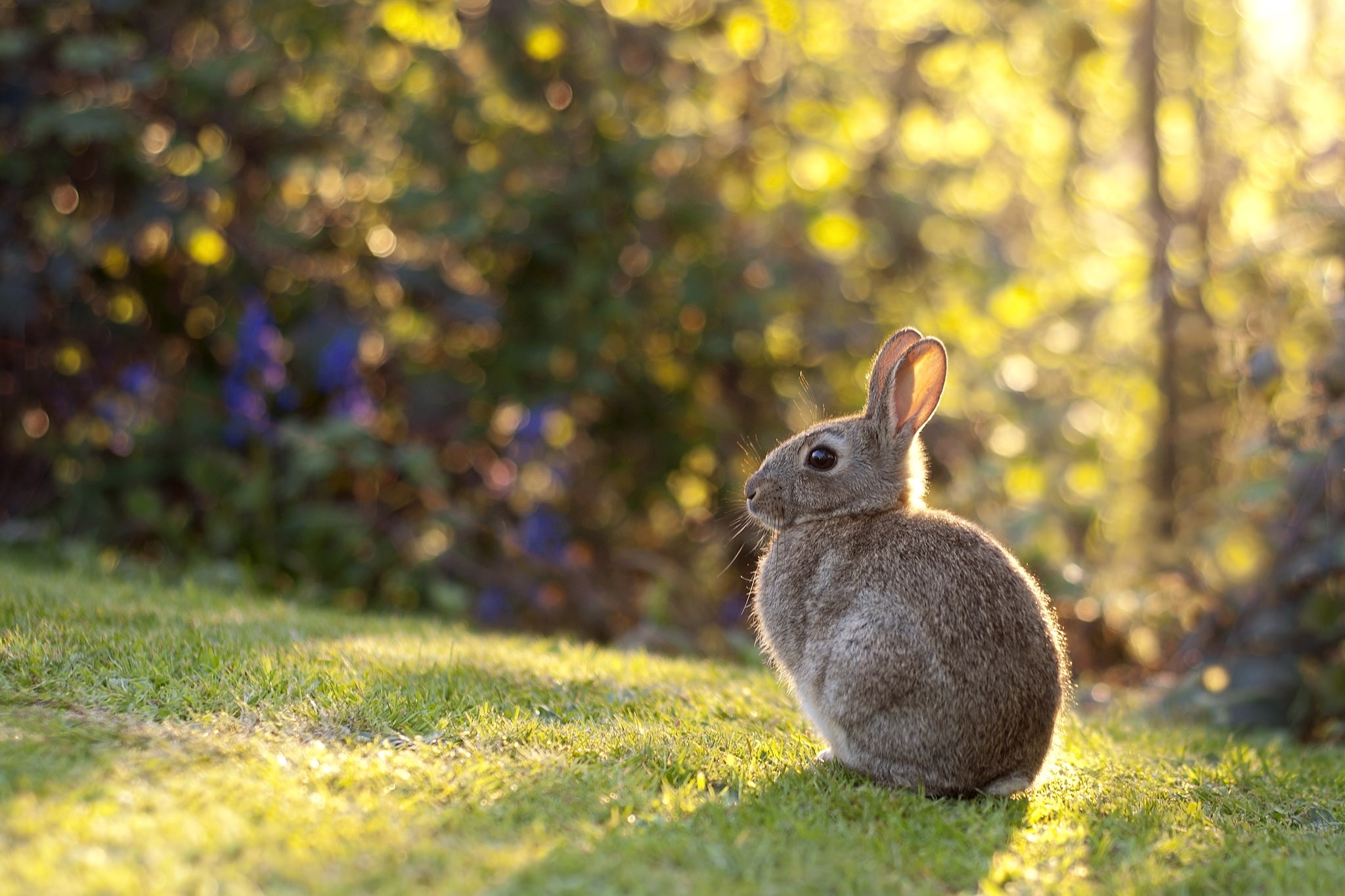 Rabbit sitting on a grassy lawn in sunlight HD Wallpaper