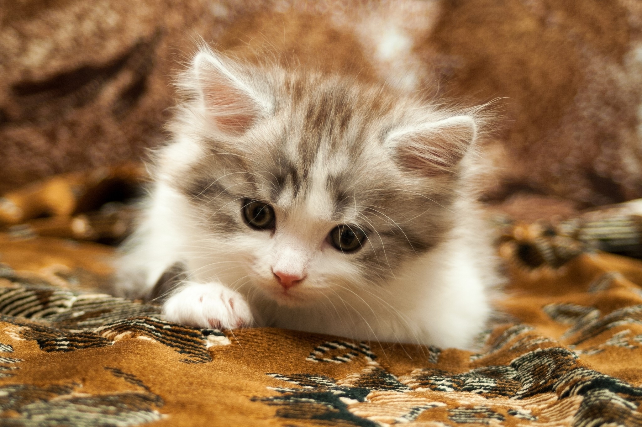 Fluffy kitten with grey and white fur HD Wallpaper