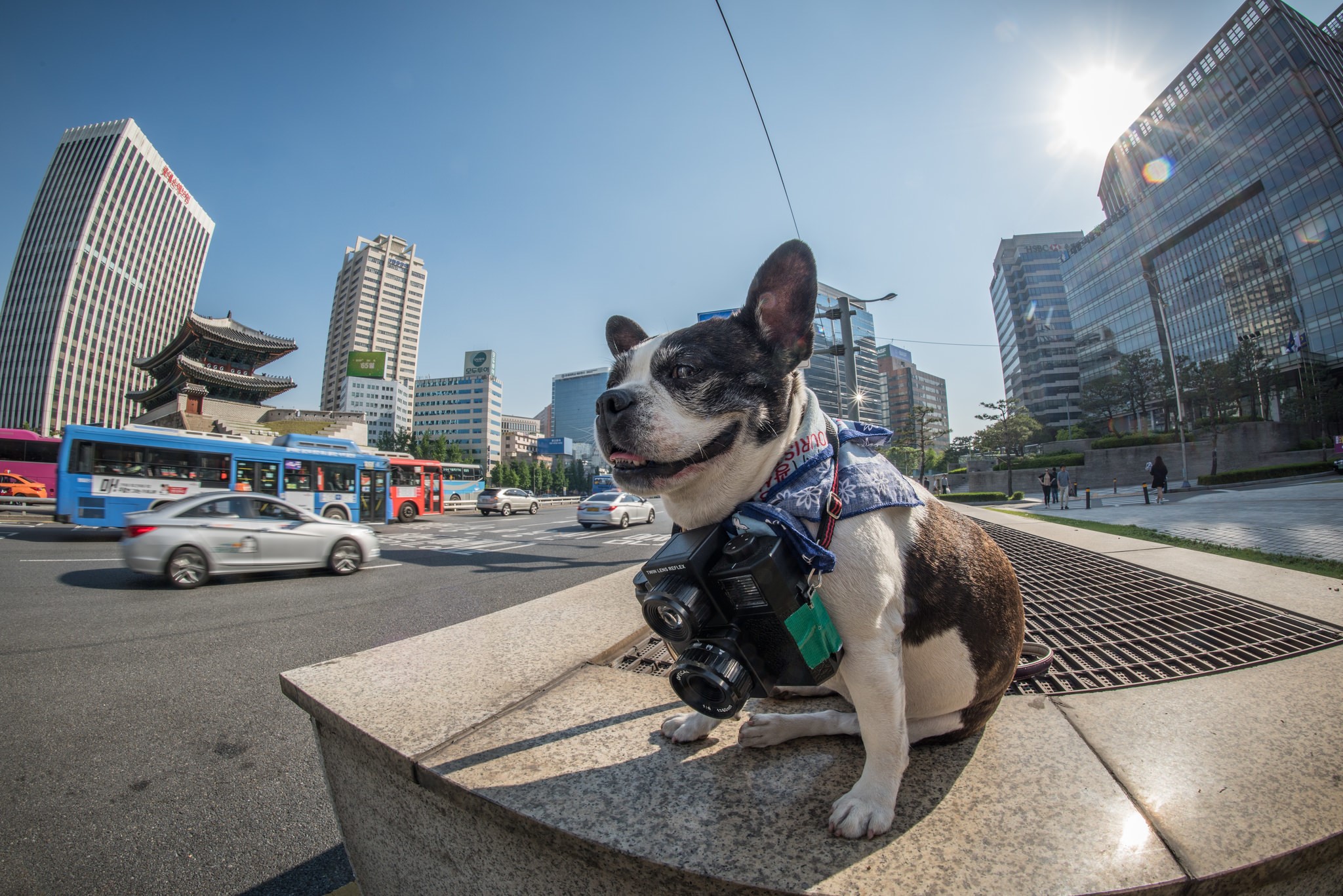 Boston terrier with camera in Seoul, South Korea HD Wallpaper