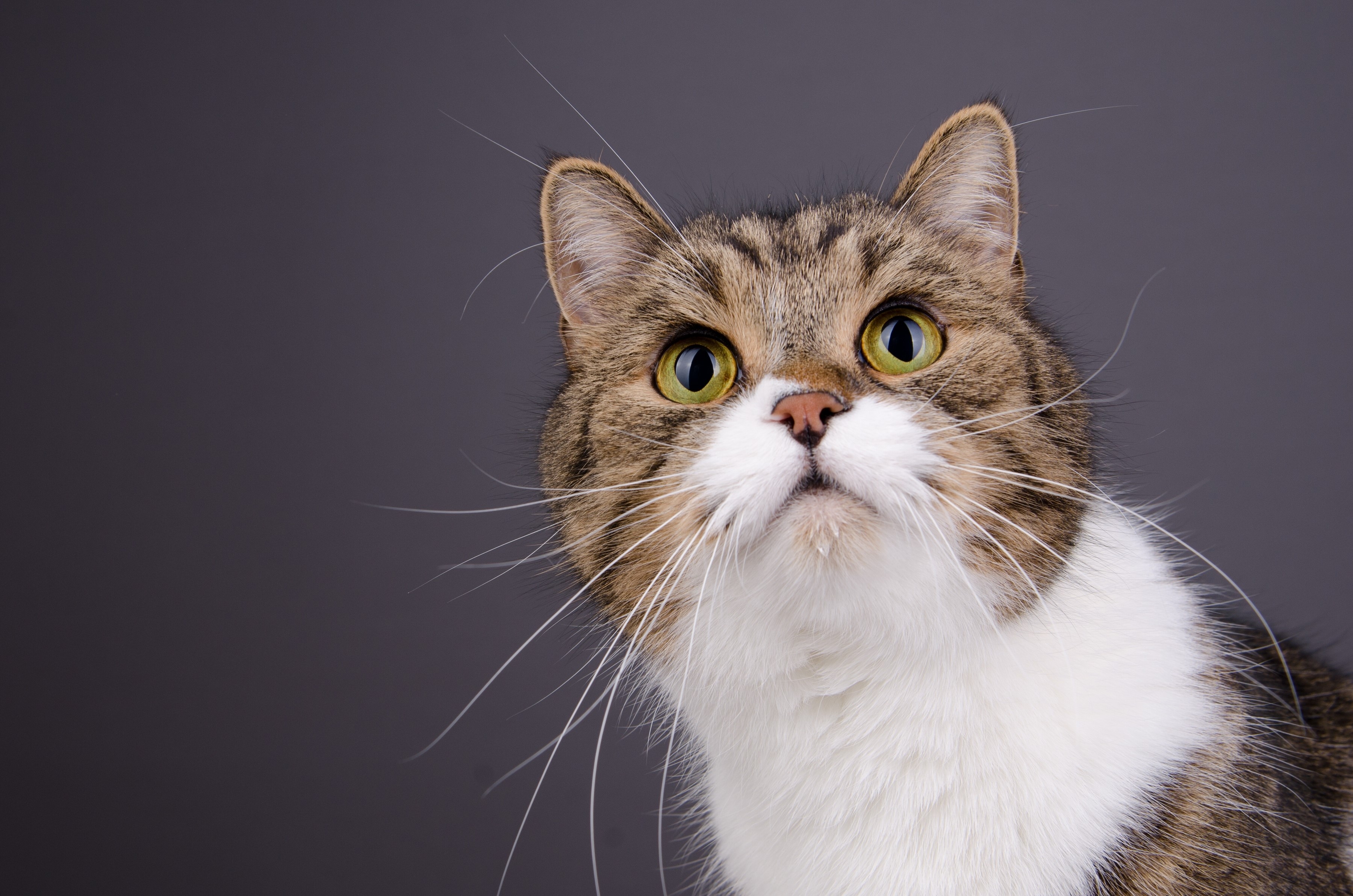 Cats Whiskers Glance HD Wallpaper