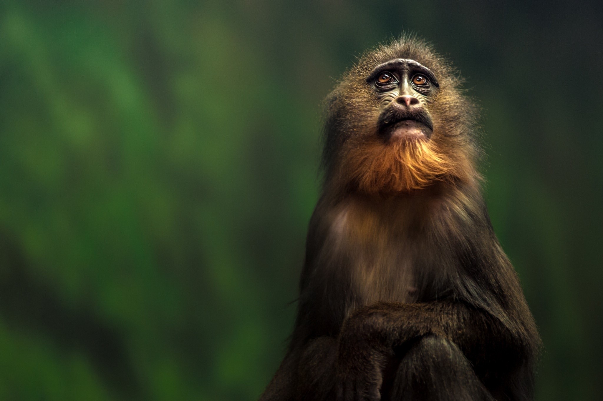 Mandrill monkey looking up in a forest HD Wallpaper