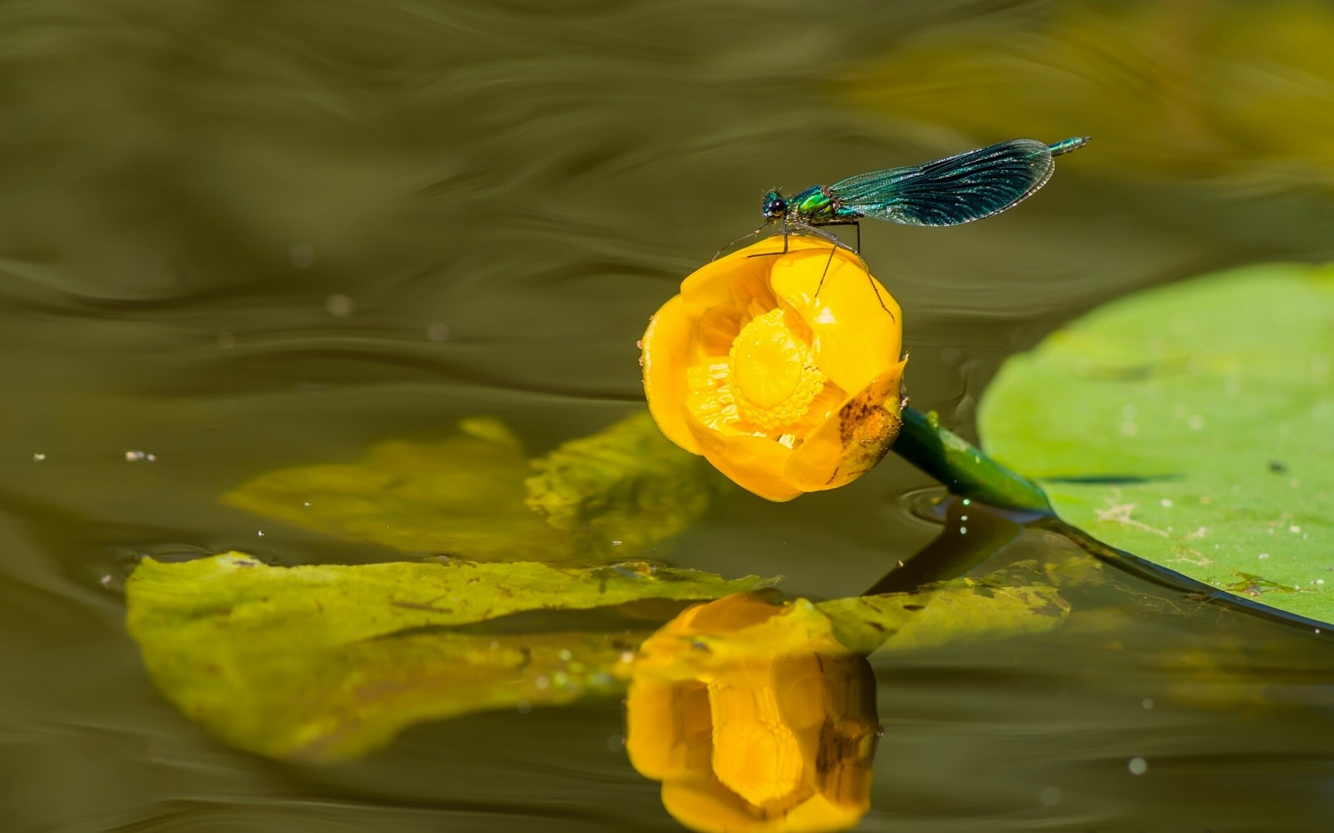 Dragonfly on a yellow water lily flower HD Wallpaper
