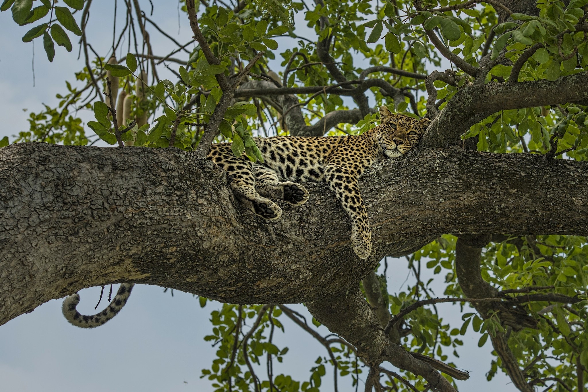 Leopard resting on a tree branch HD Wallpaper