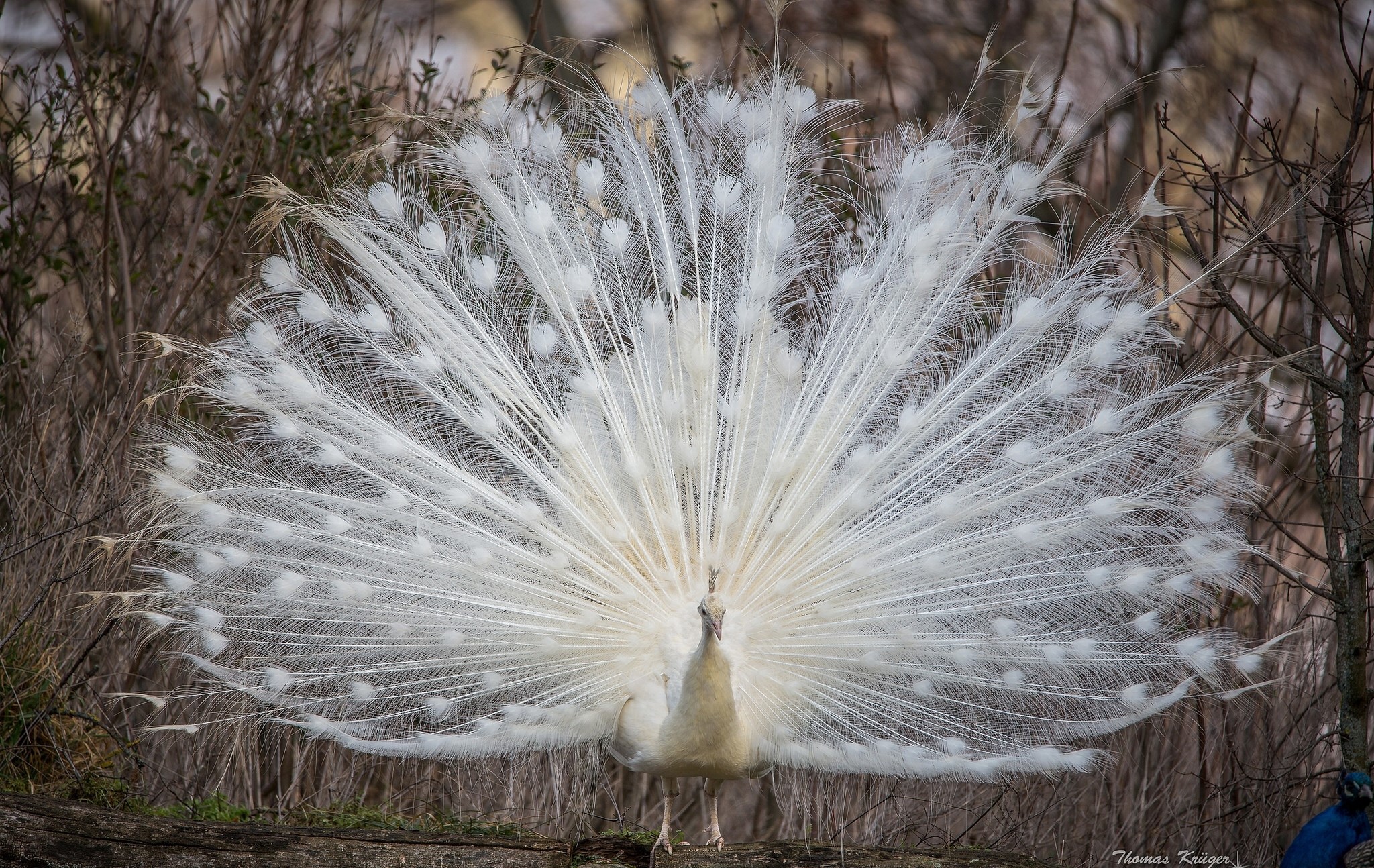 White peacock displaying its tail feathers HD Wallpaper