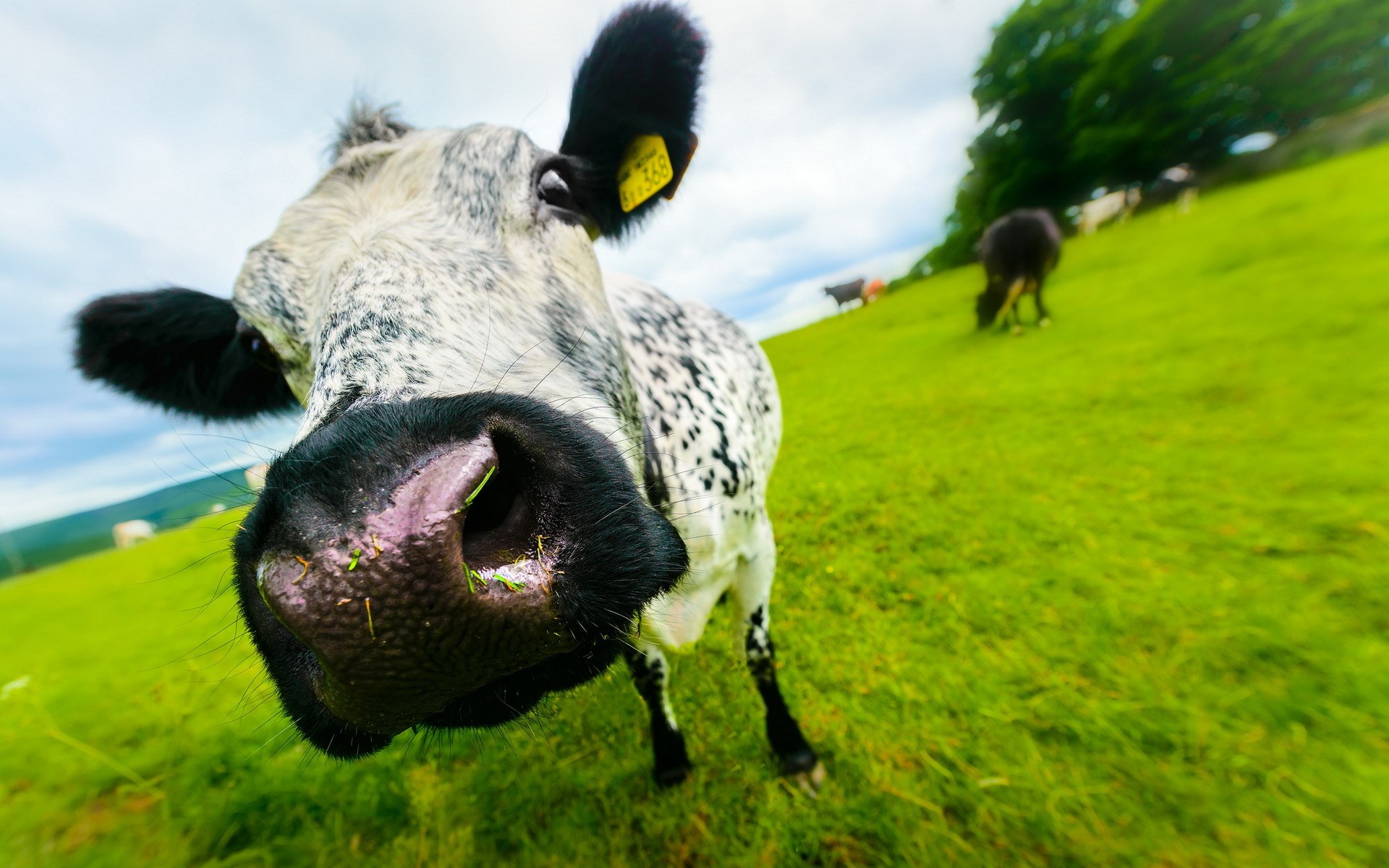 Close-up of a spotted cow's face in a field HD Wallpaper