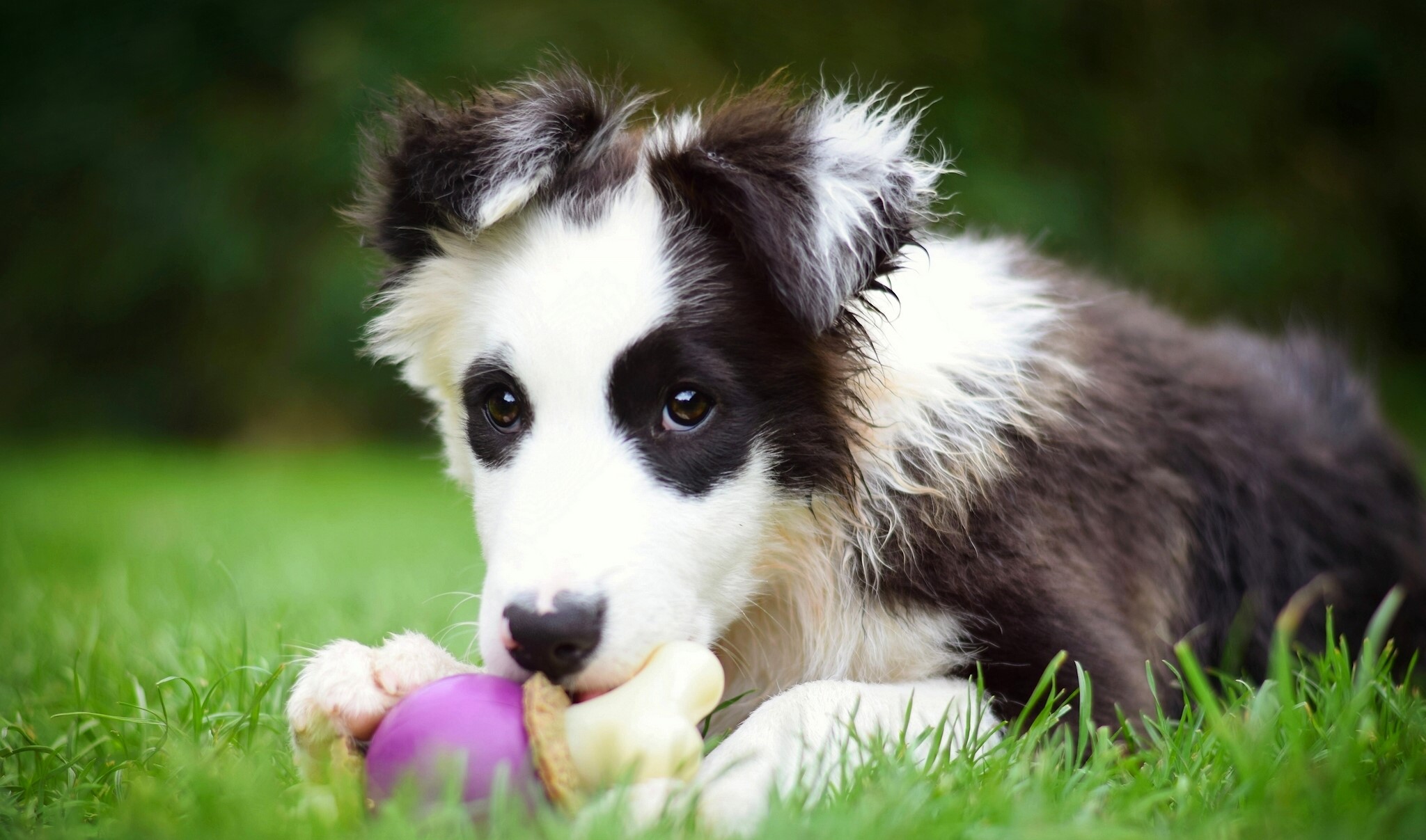 Border Collie puppy chewing on a toy in the grass HD Wallpaper