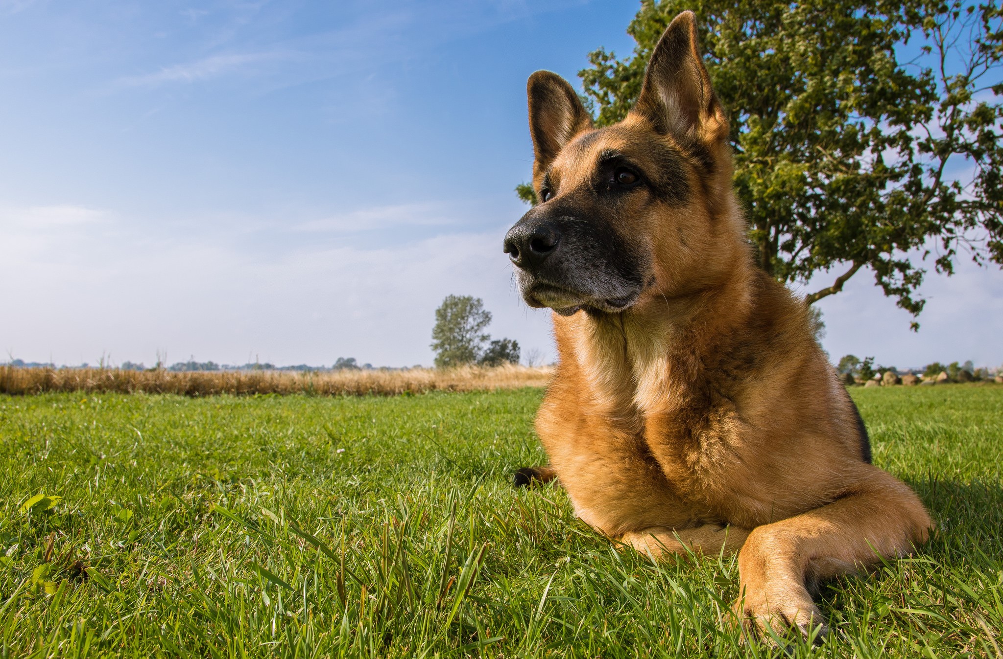 German Shepherd dog lying on grass under a tree HD Wallpaper