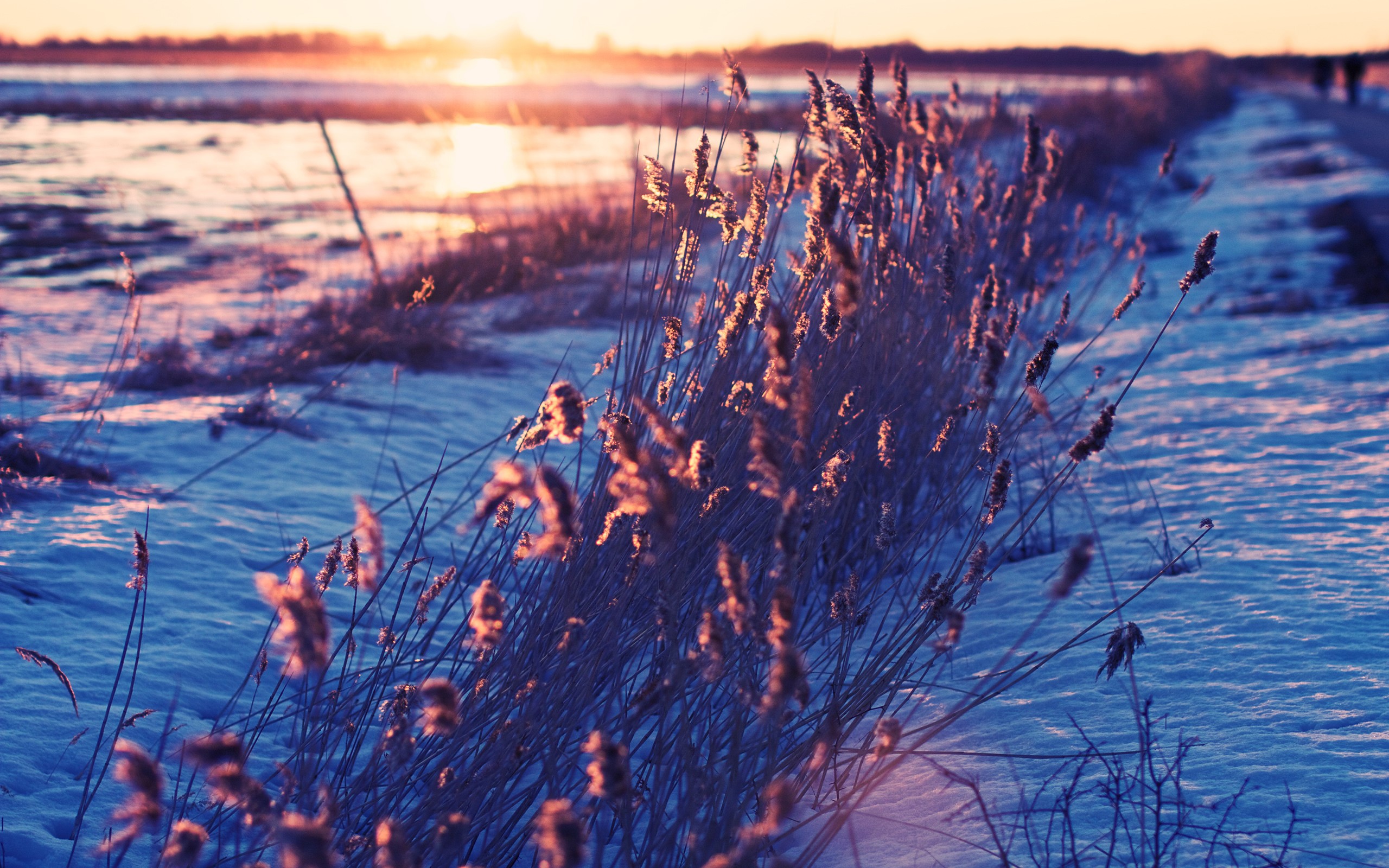 Reeds in Snow at Sunset HD Wallpaper