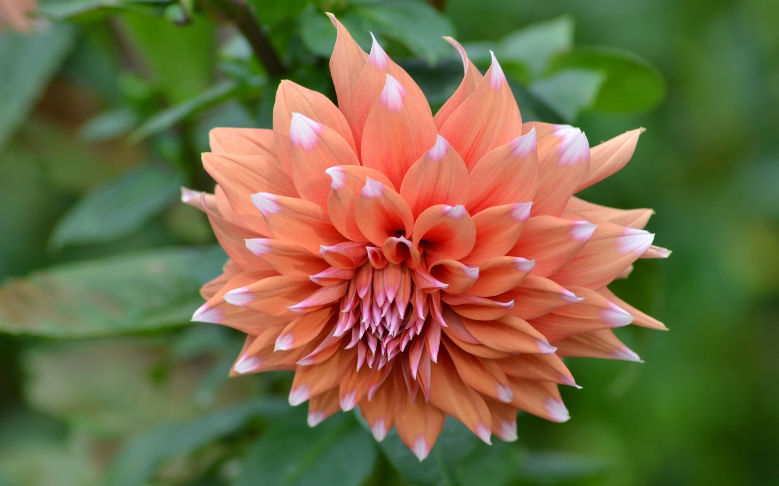 Close-up of an orange dahlia flower HD Wallpaper