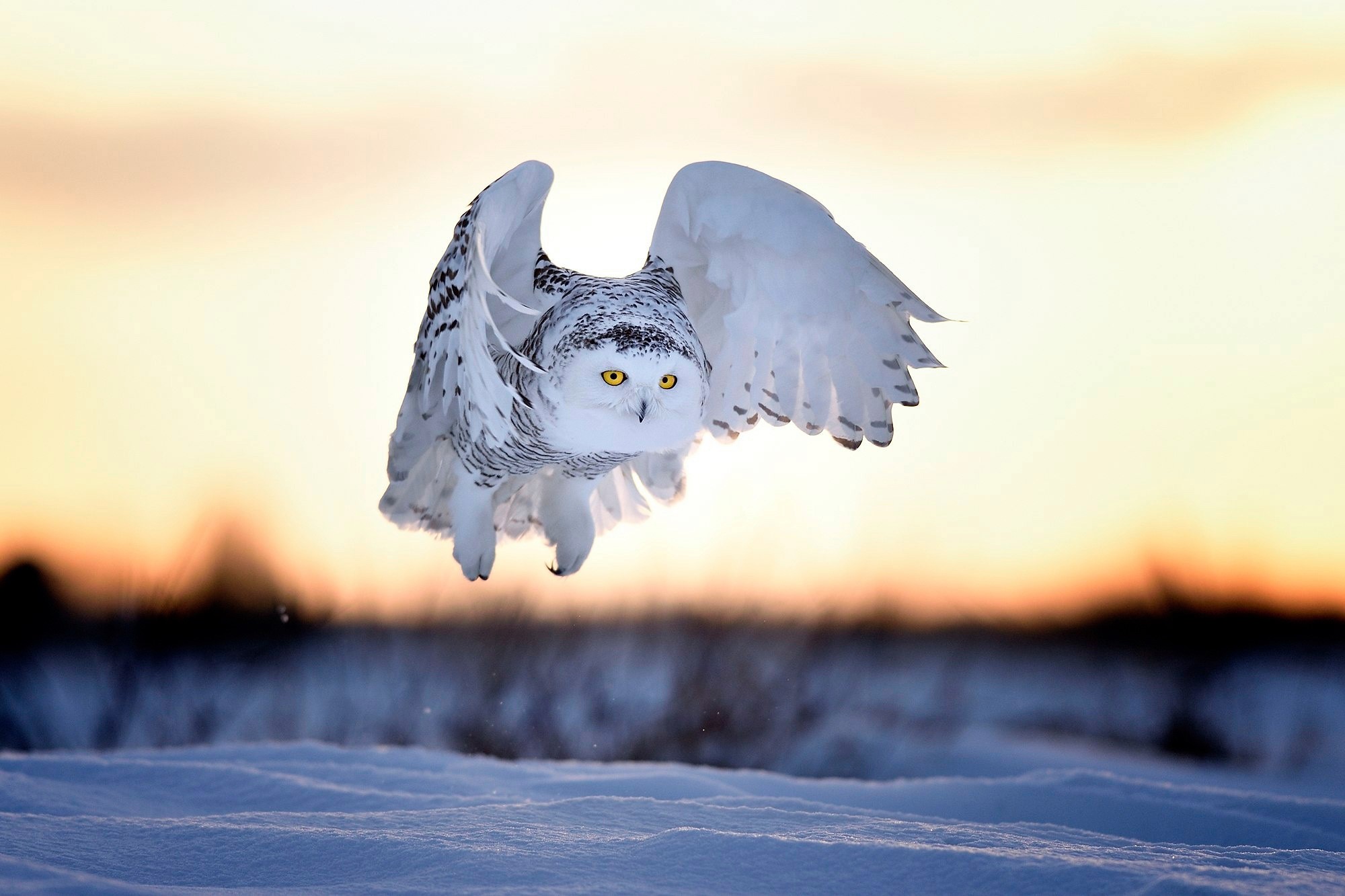 Snowy owl in flight over snowy landscape at sunset HD Wallpaper