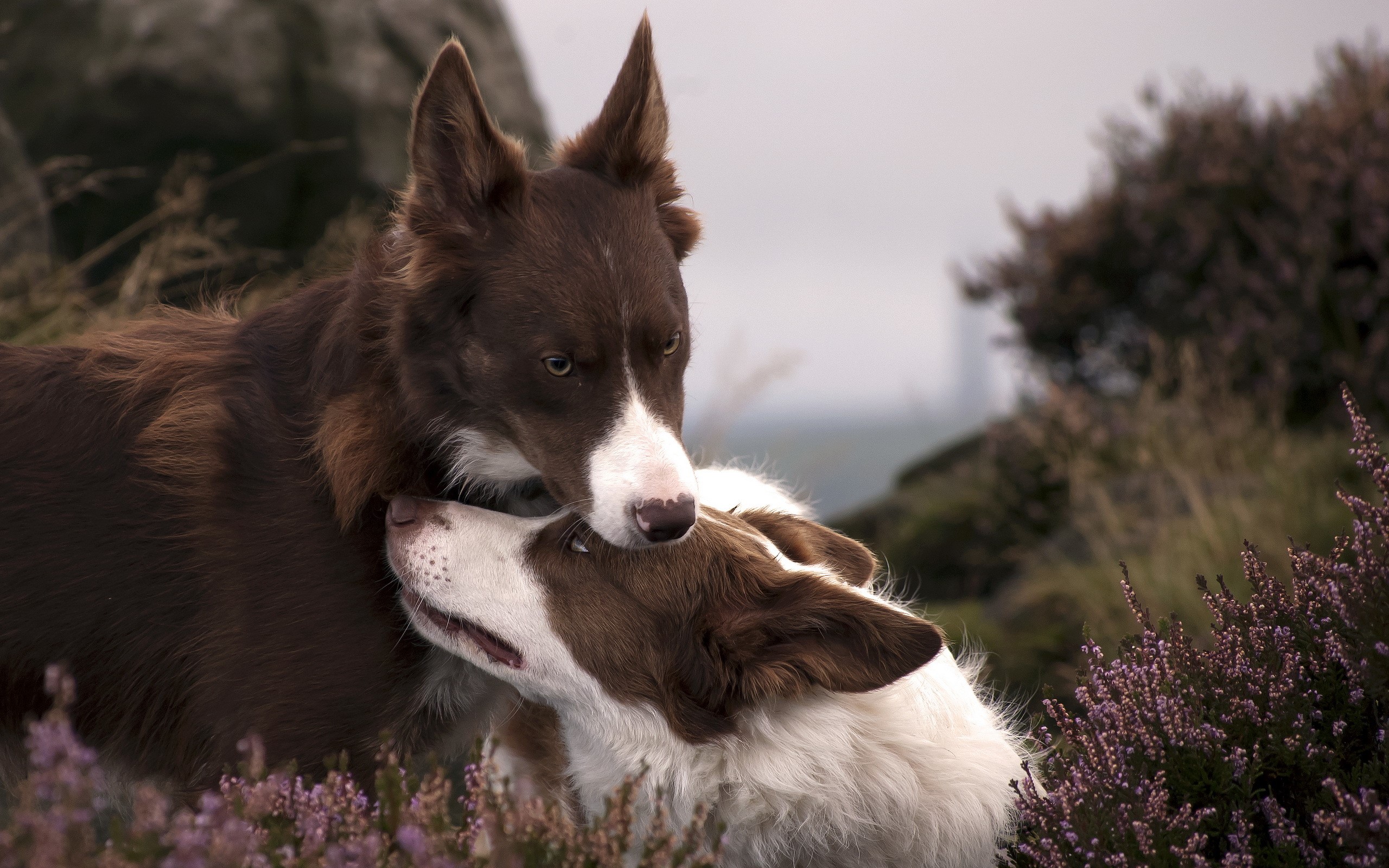 Two brown and white Border Collies in a field HD Wallpaper