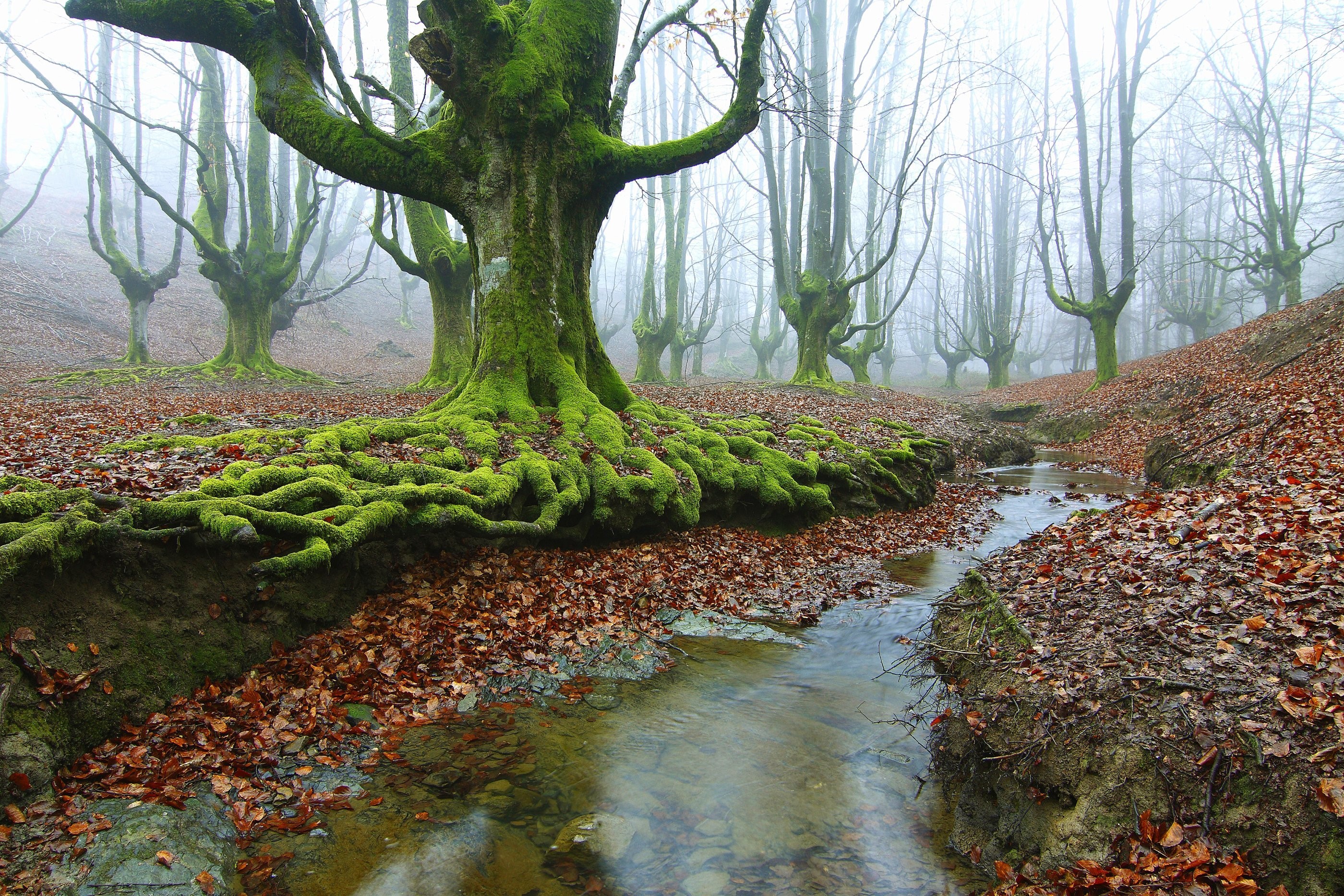 Moss-covered trees and a stream in a foggy forest HD Wallpaper