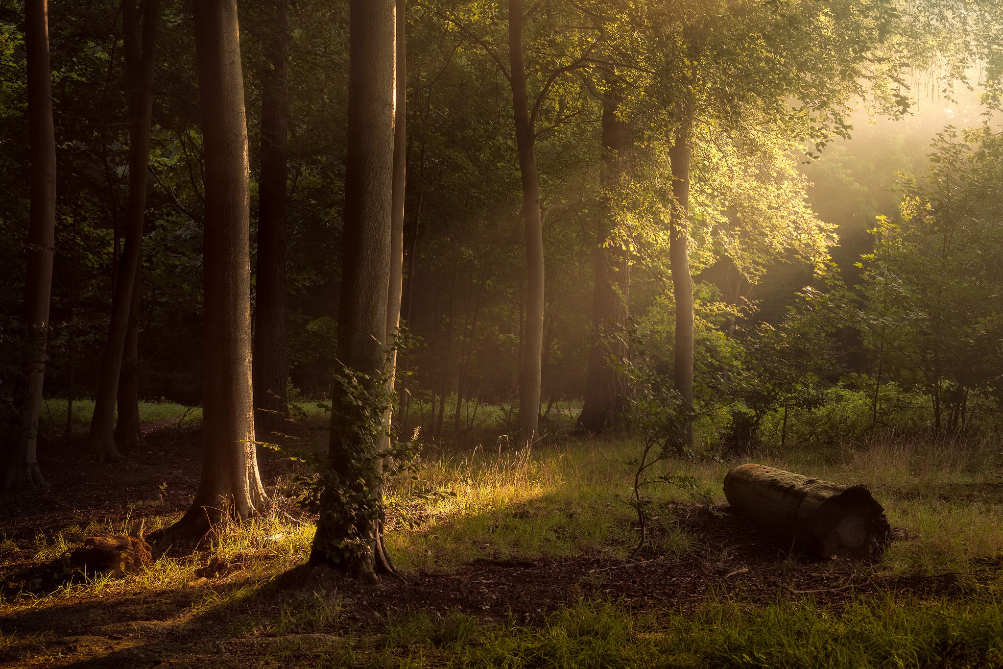 Sunlight filtering through trees in a forest HD Wallpaper