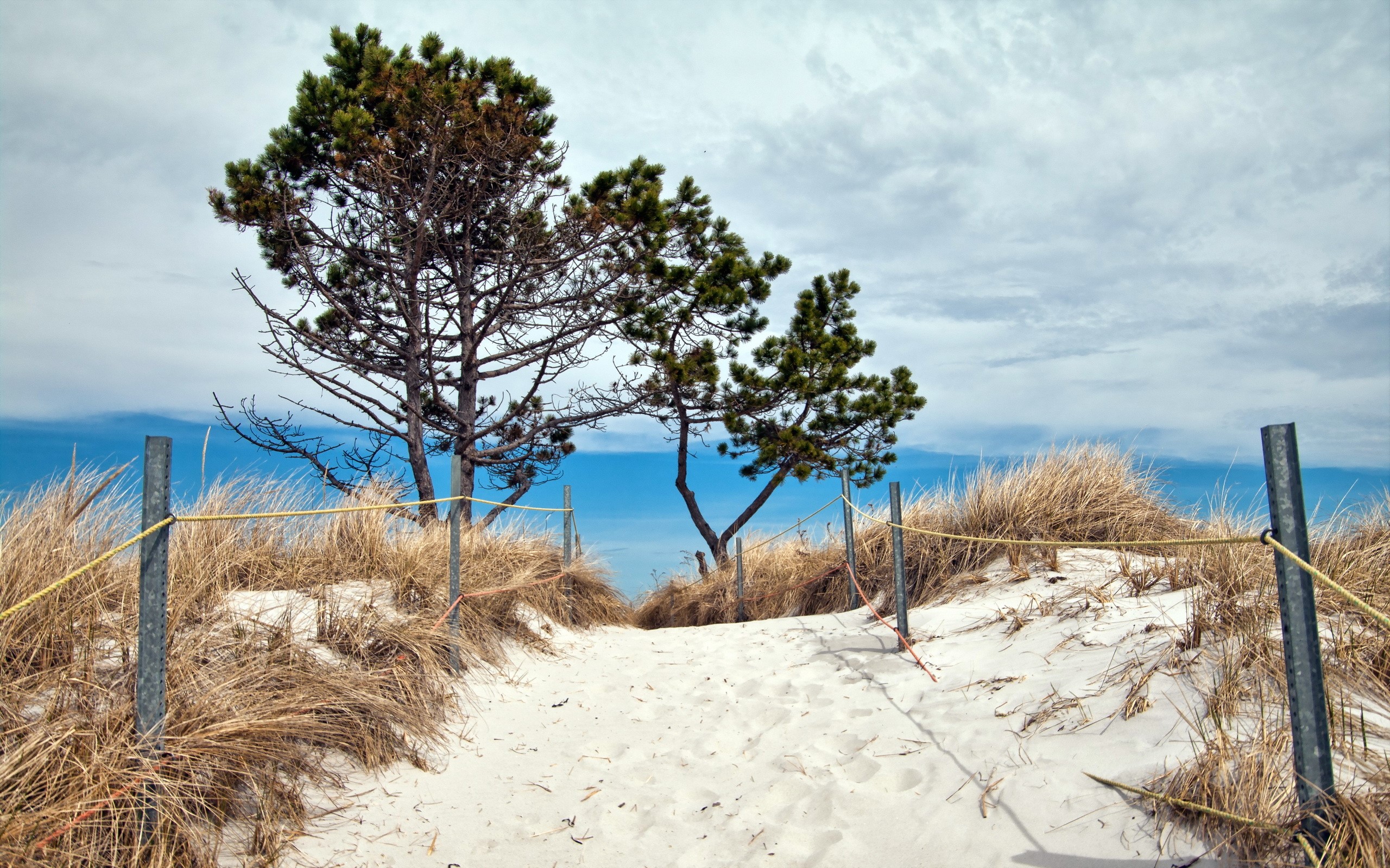 Sandy path to the sea with trees and dunes HD Wallpaper