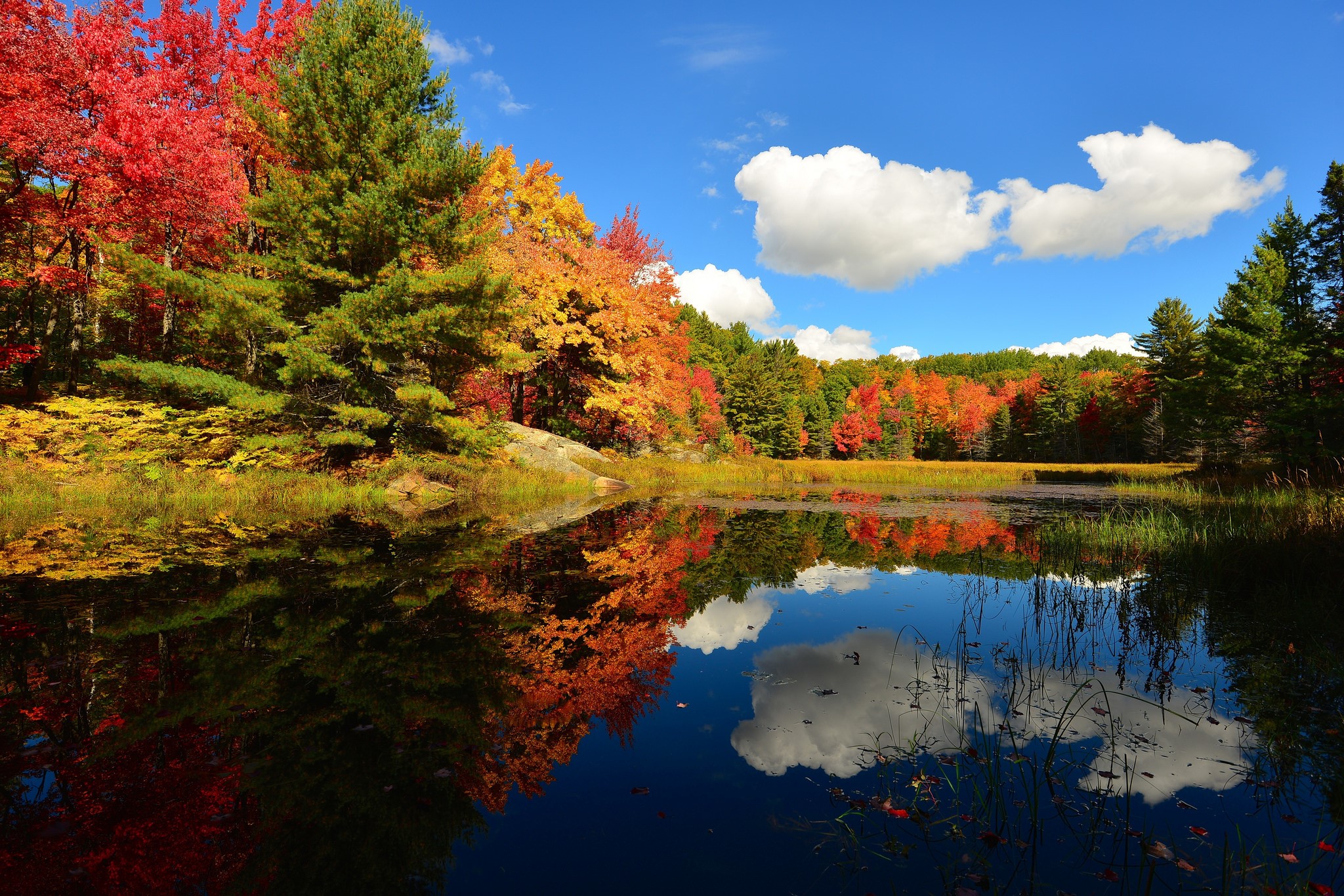 Autumn trees reflecting in a pond HD Wallpaper